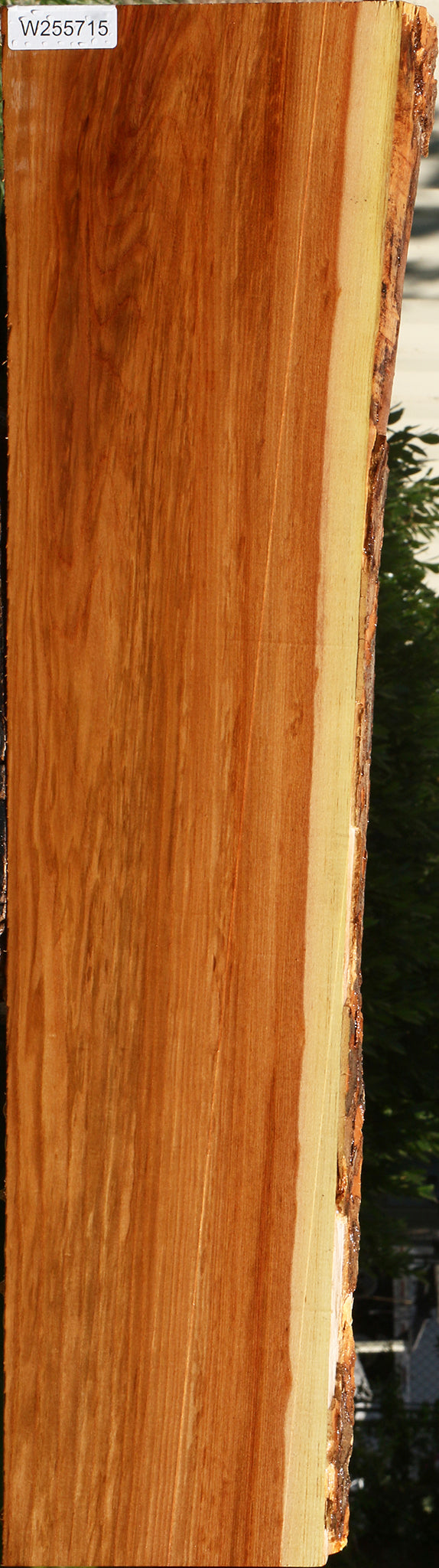 Chinese Elm Live Edge Mini Slab