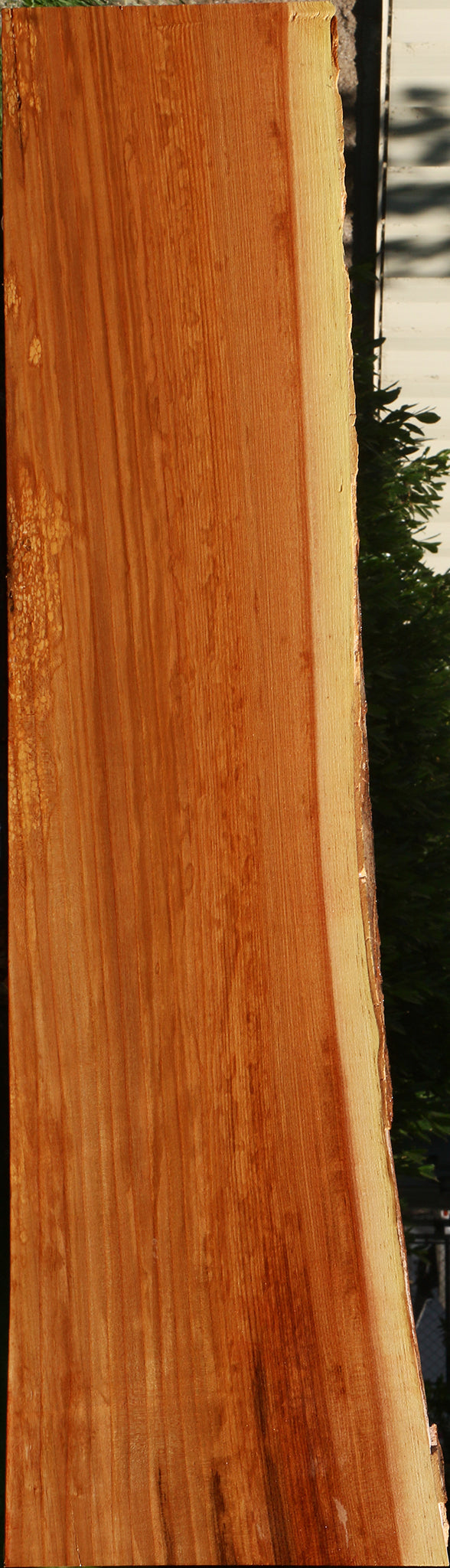 Chinese Elm Live Edge Mini Slab