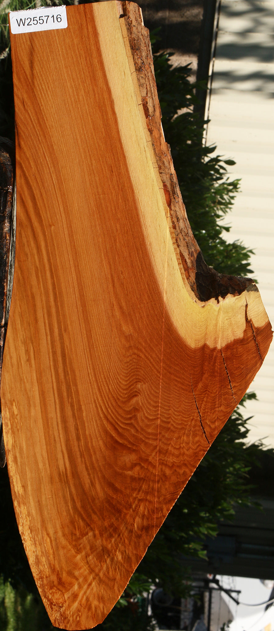 Figured Chinese Elm Live Edge Lumber