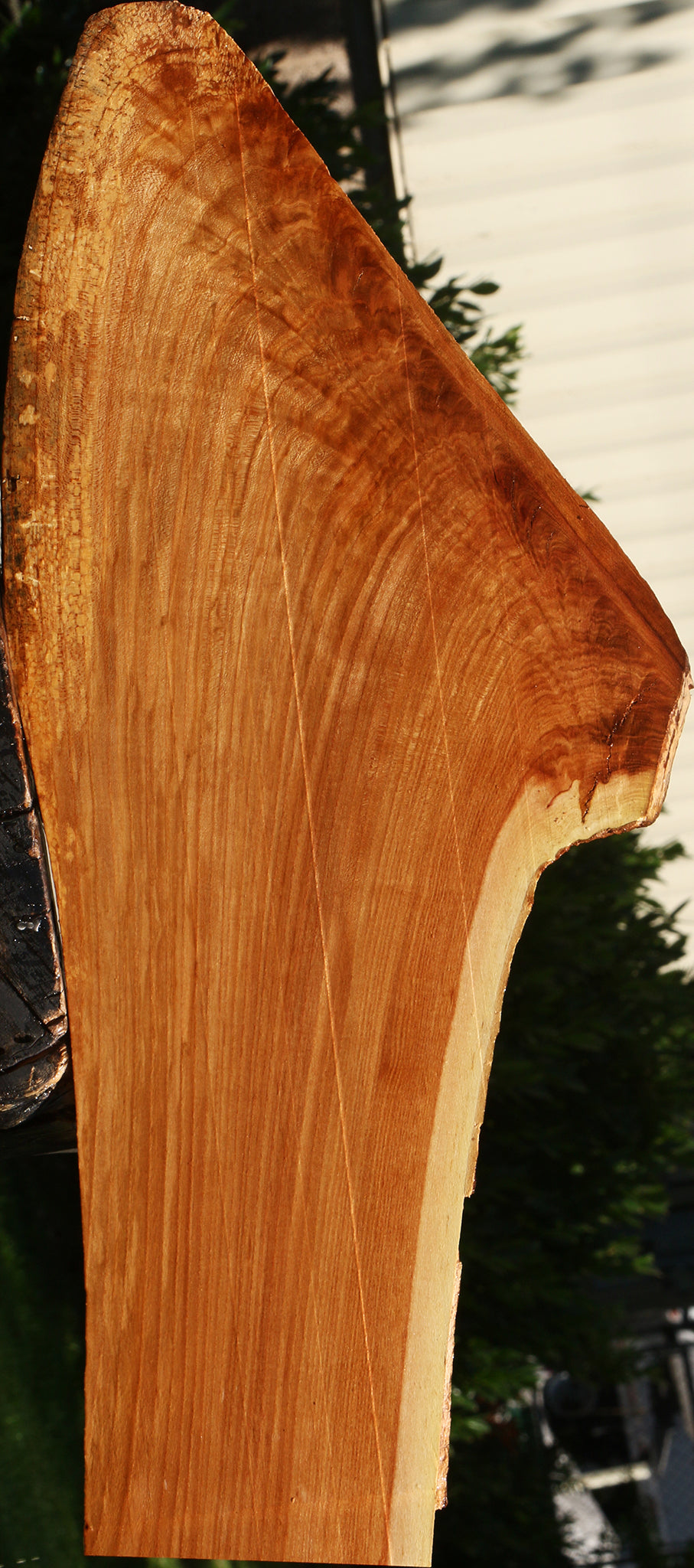 Figured Chinese Elm Live Edge Lumber