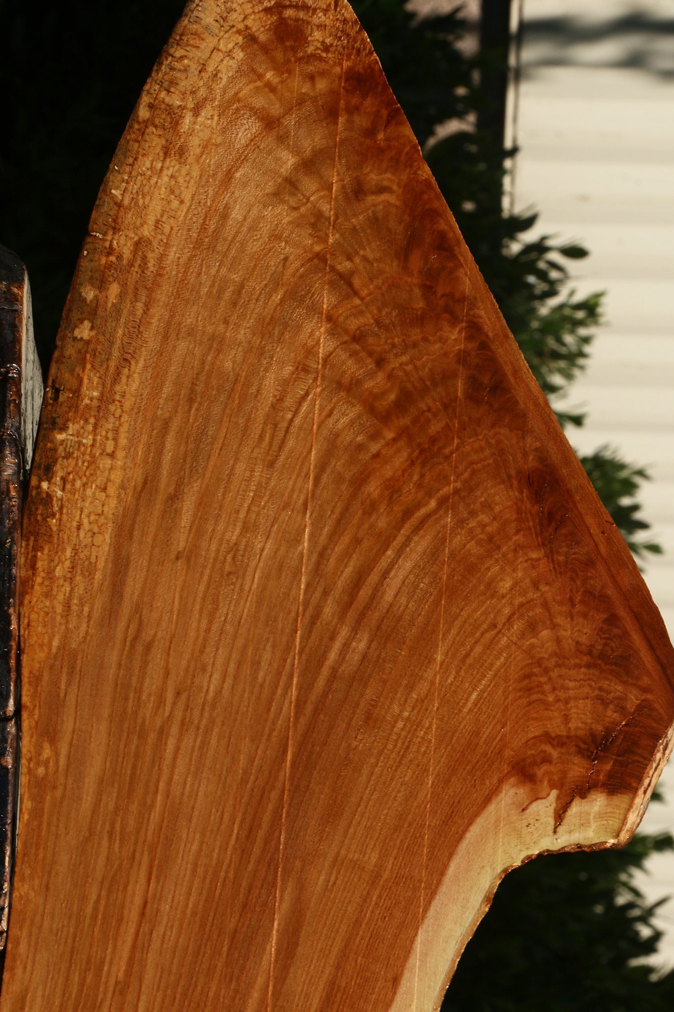 Figured Chinese Elm Live Edge Lumber