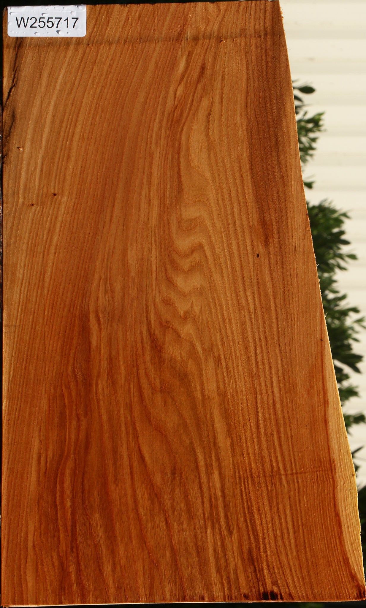 Figured Chinese Elm Live Edge Lumber