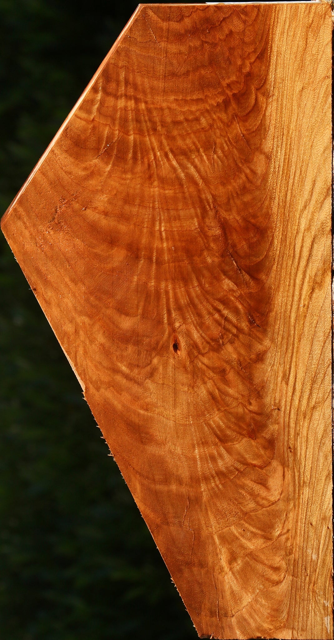 Exhibition Chinese Elm Lumber
