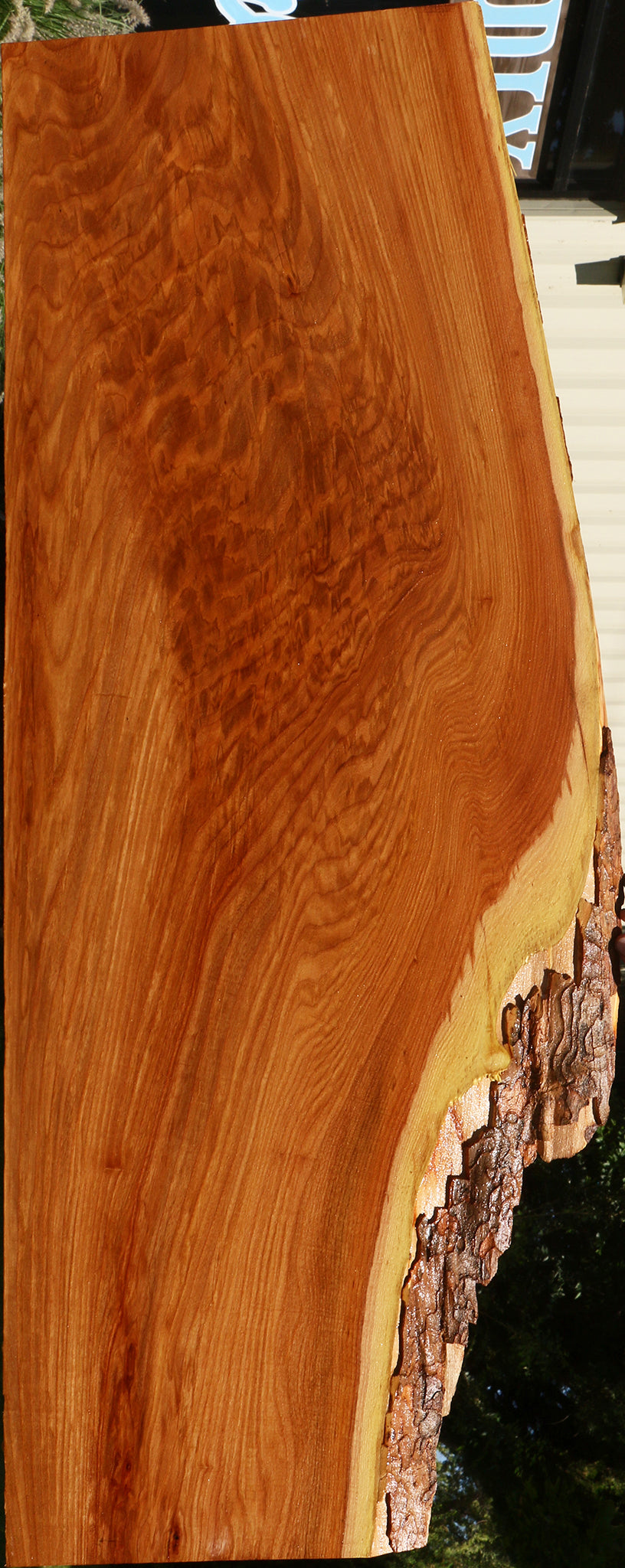 Extra Fancy Chinese Elm Live Edge Slab