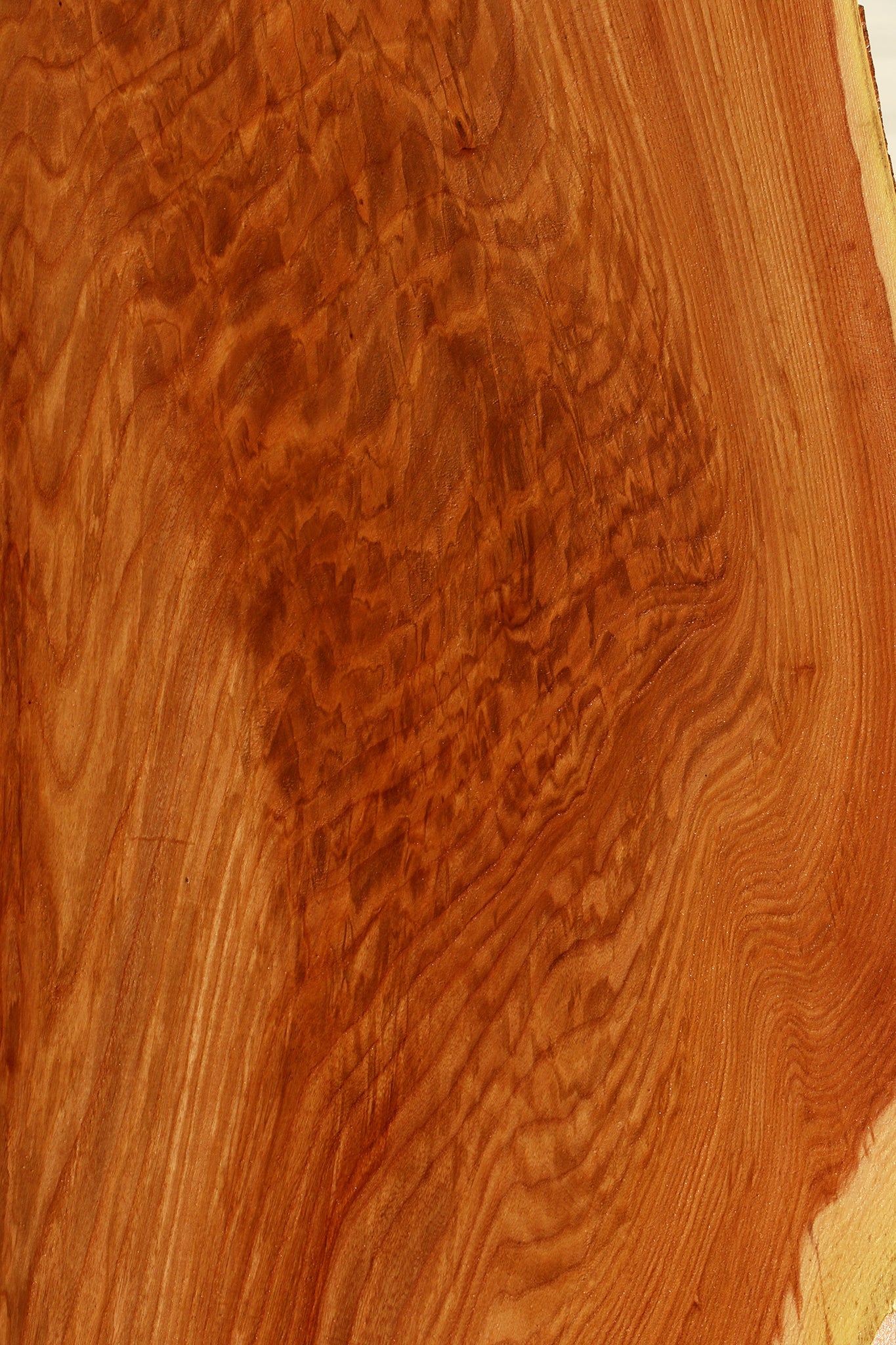 Extra Fancy Chinese Elm Live Edge Slab