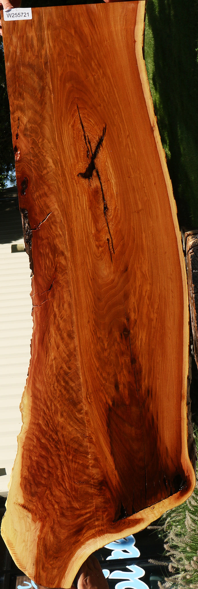 Extra Fancy Rustic Chinese Elm Live Edge Slab (Free Shipping Excluded)