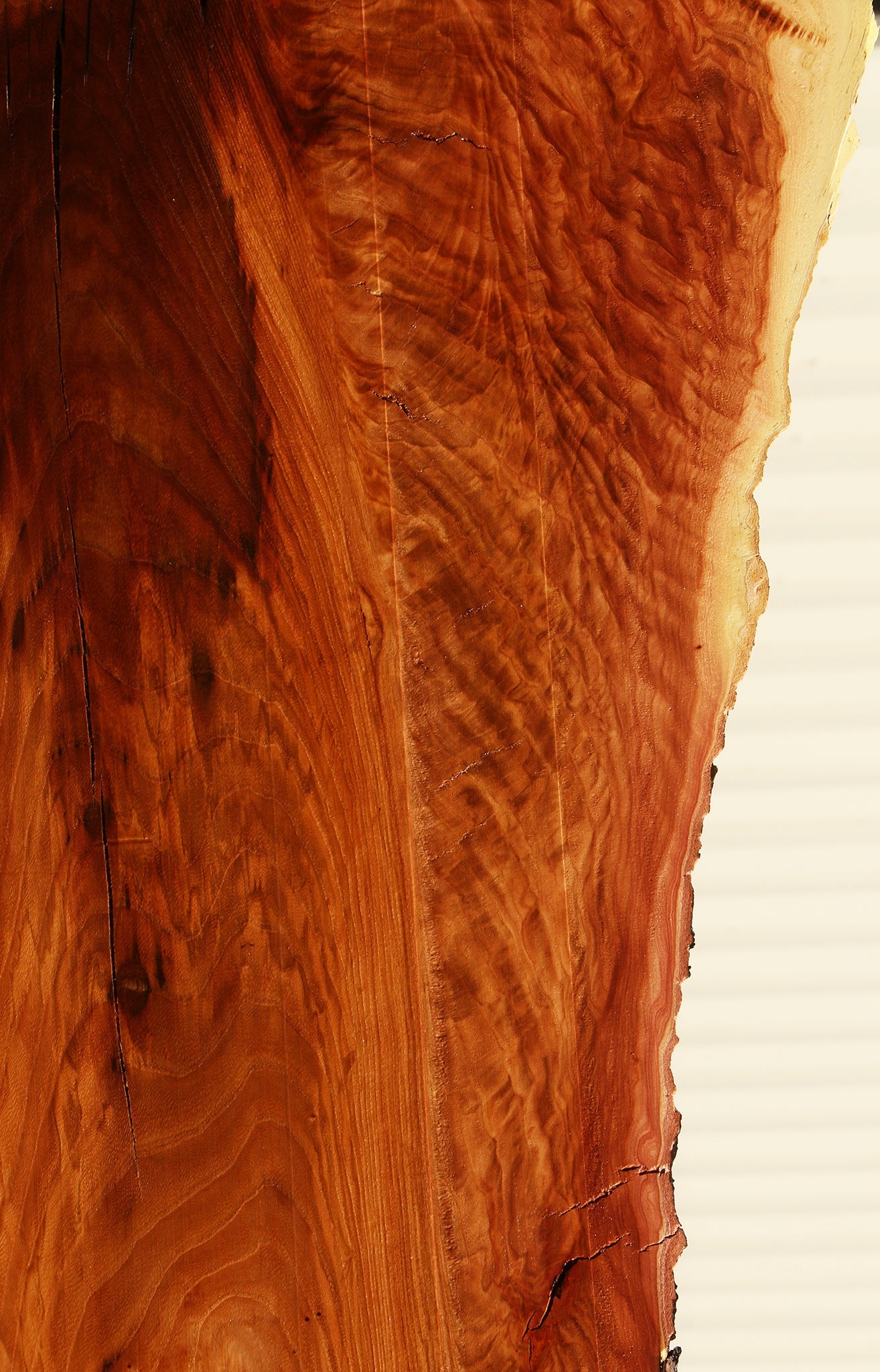 Extra Fancy Rustic Chinese Elm Live Edge Slab (Free Shipping Excluded)