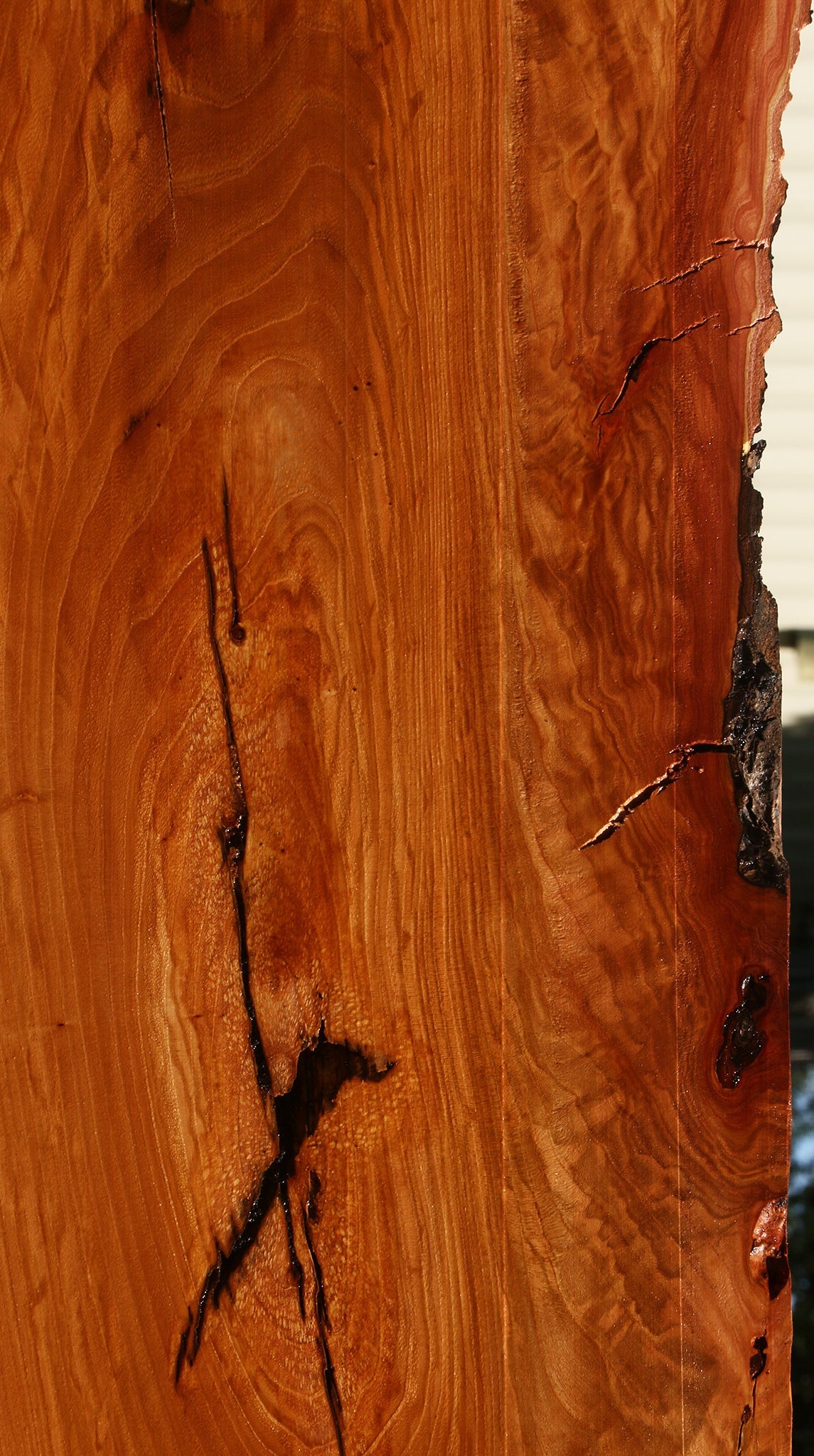 Extra Fancy Rustic Chinese Elm Live Edge Slab (Free Shipping Excluded)