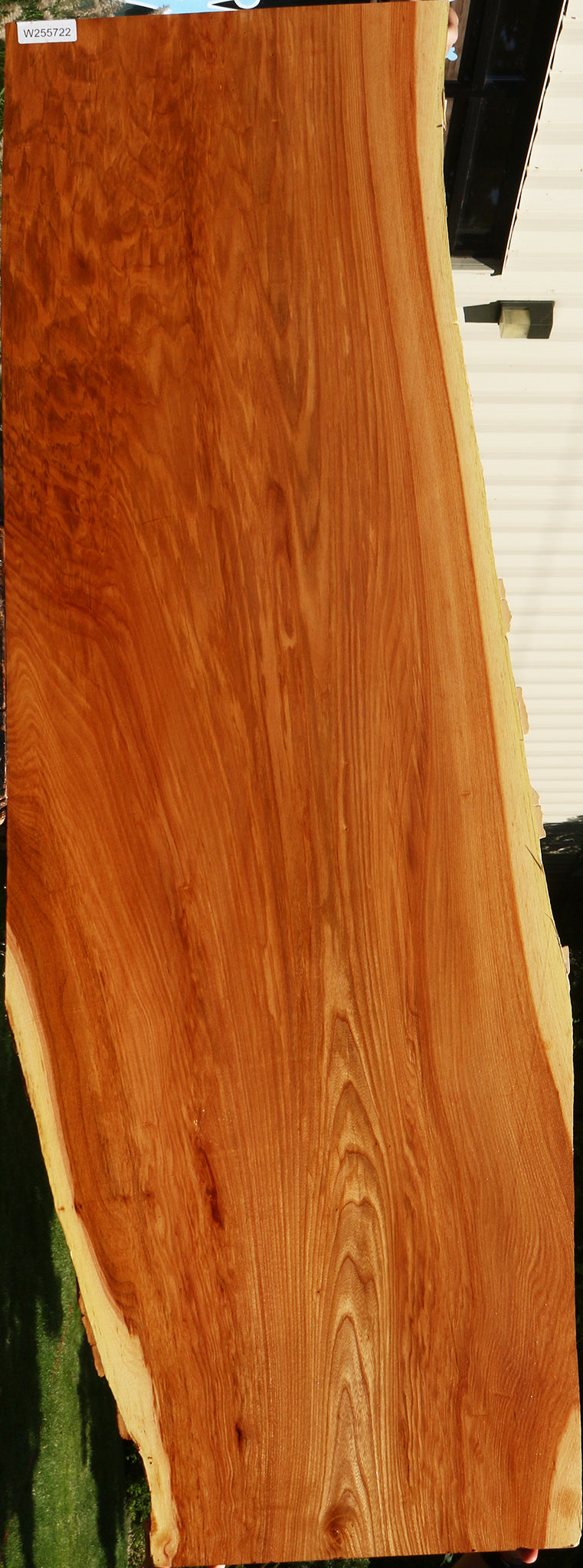Extra Fancy Chinese Elm Live Edge Slab (Freight Shipping Required)