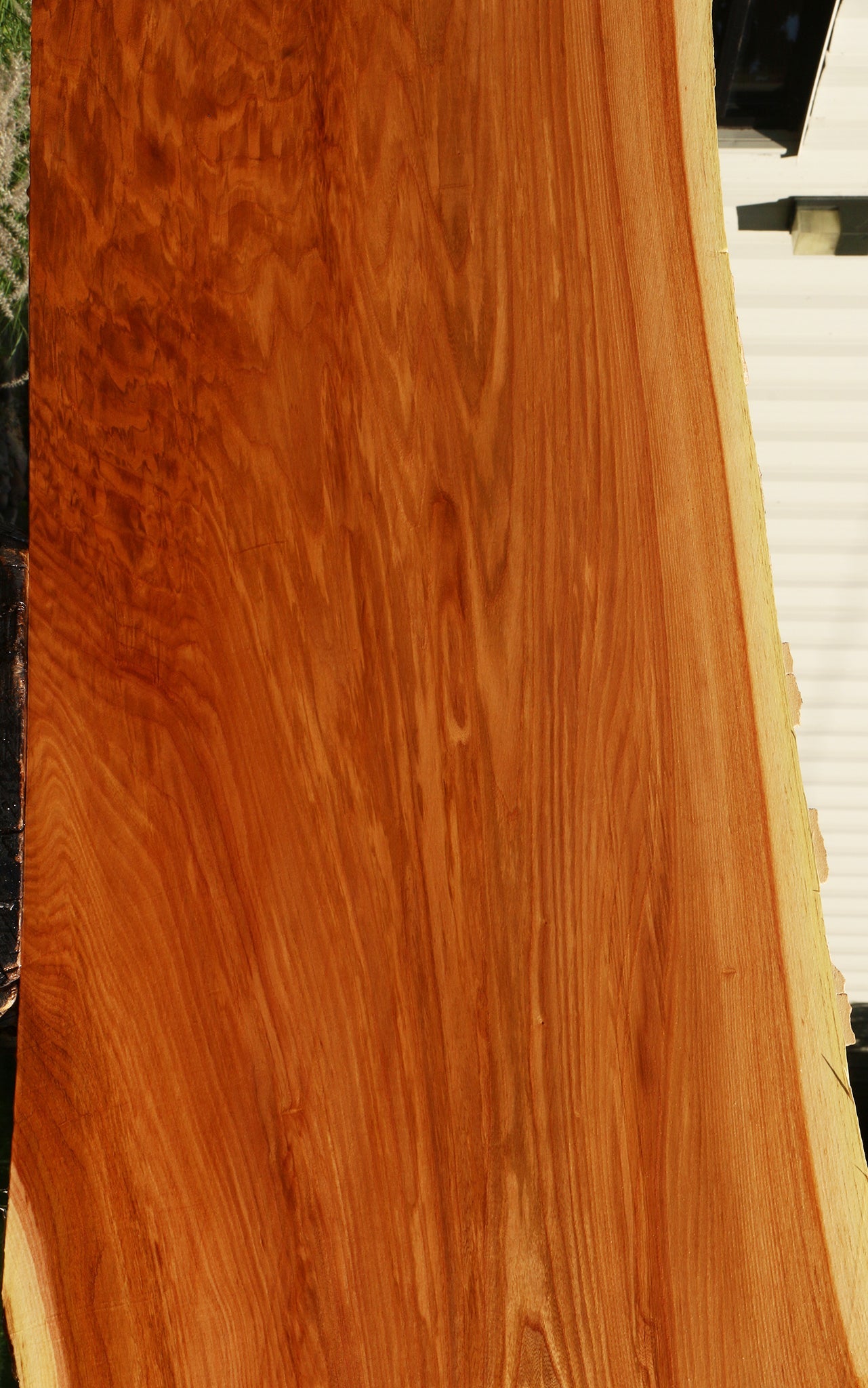 Extra Fancy Chinese Elm Live Edge Slab (Freight Shipping Required)