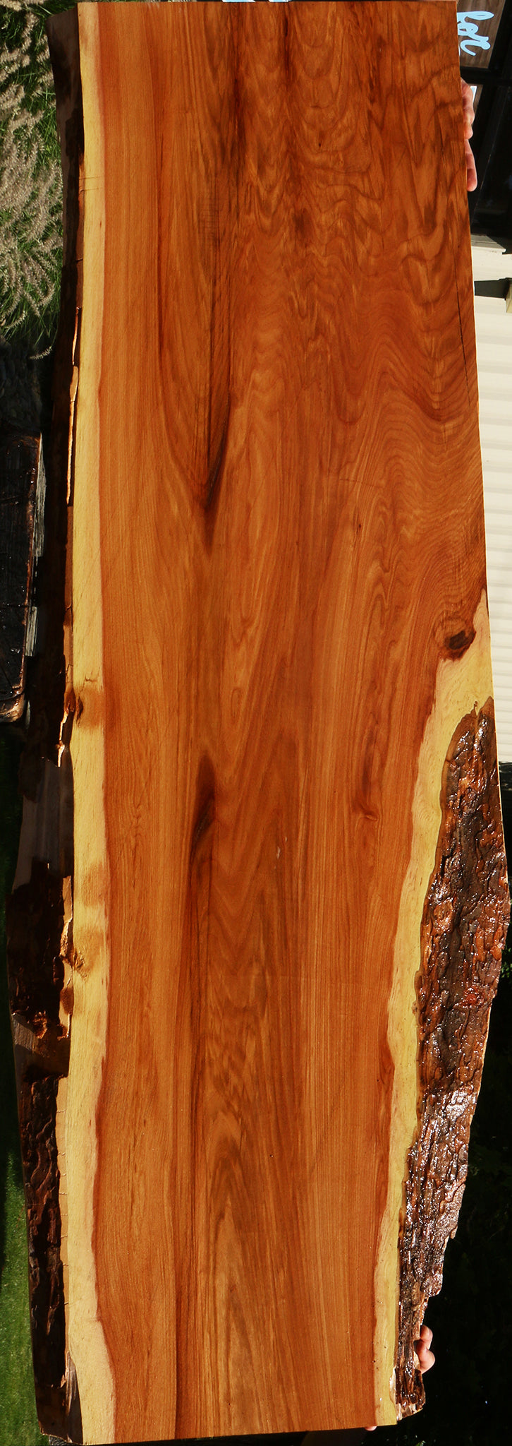 Extra Fancy Chinese Elm Live Edge Slab (Freight Shipping Required)