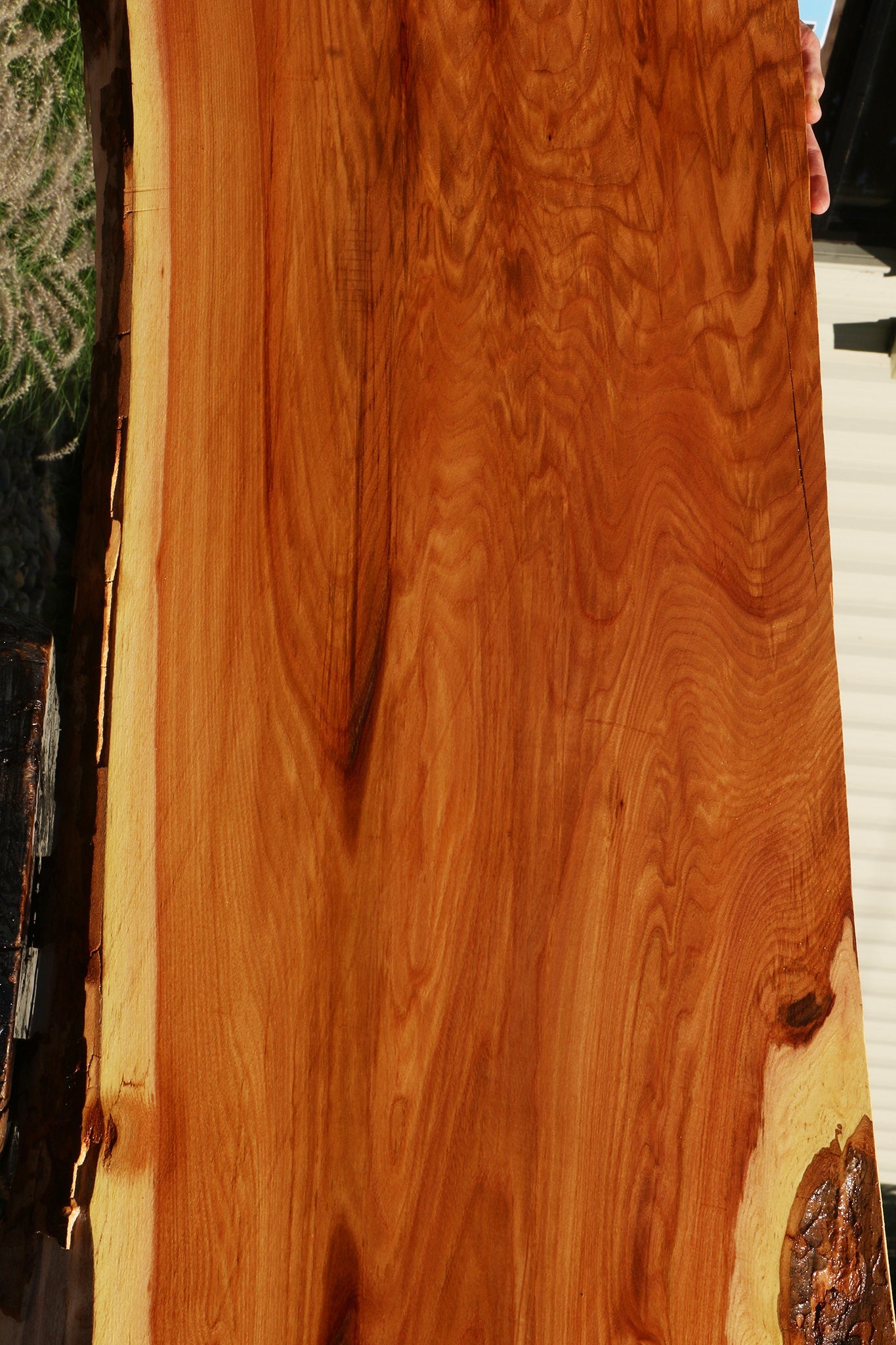 Extra Fancy Chinese Elm Live Edge Slab (Freight Shipping Required)