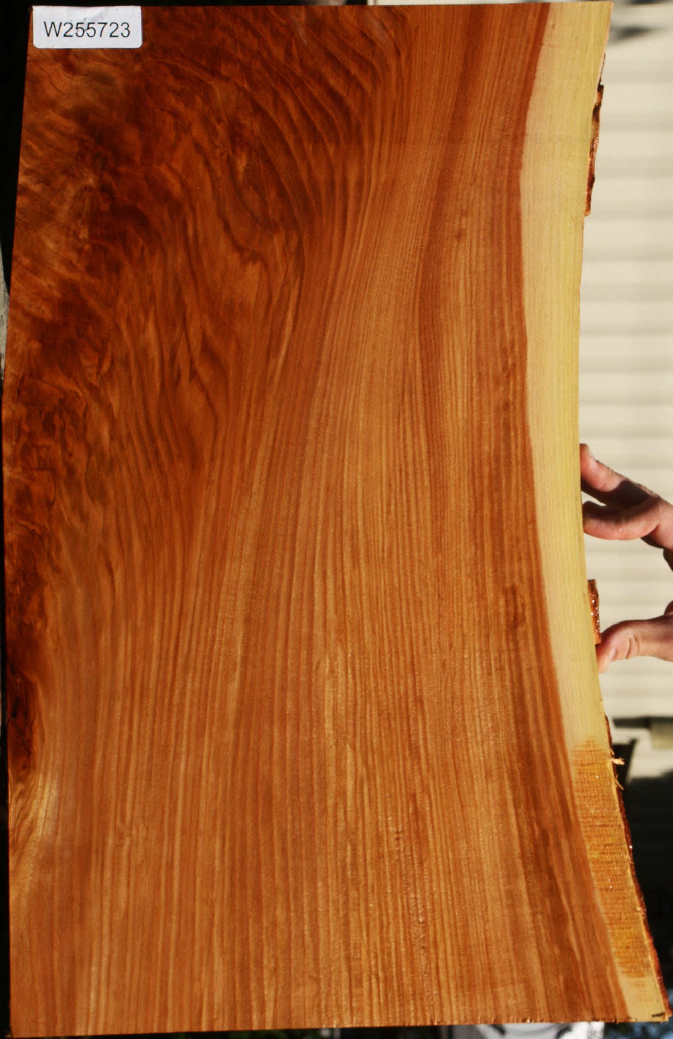 Figured Rustic Chinese Elm Live Edge Mini Slab