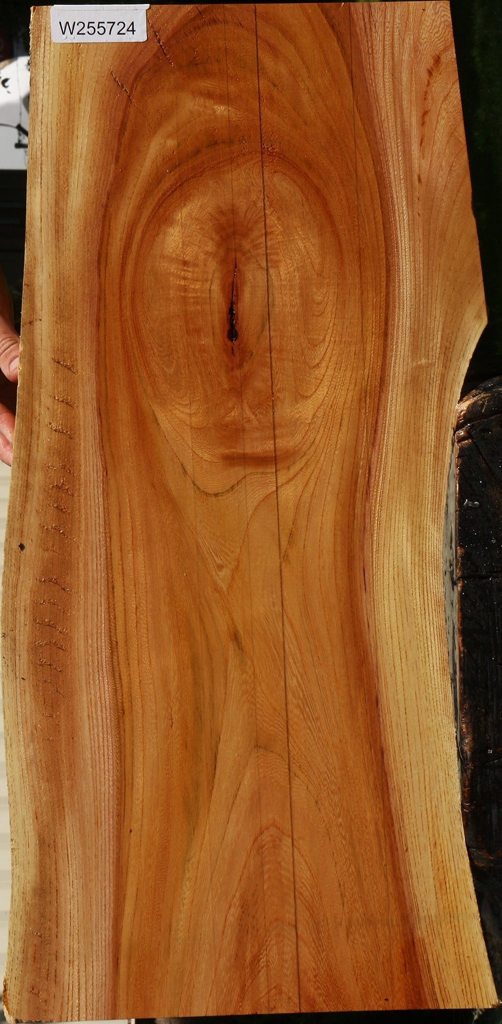 Chinese Elm Live Edge Mini Slab