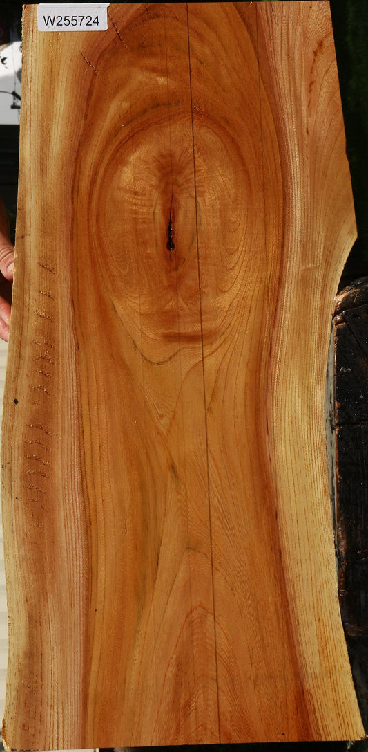 Chinese Elm Live Edge Mini Slab