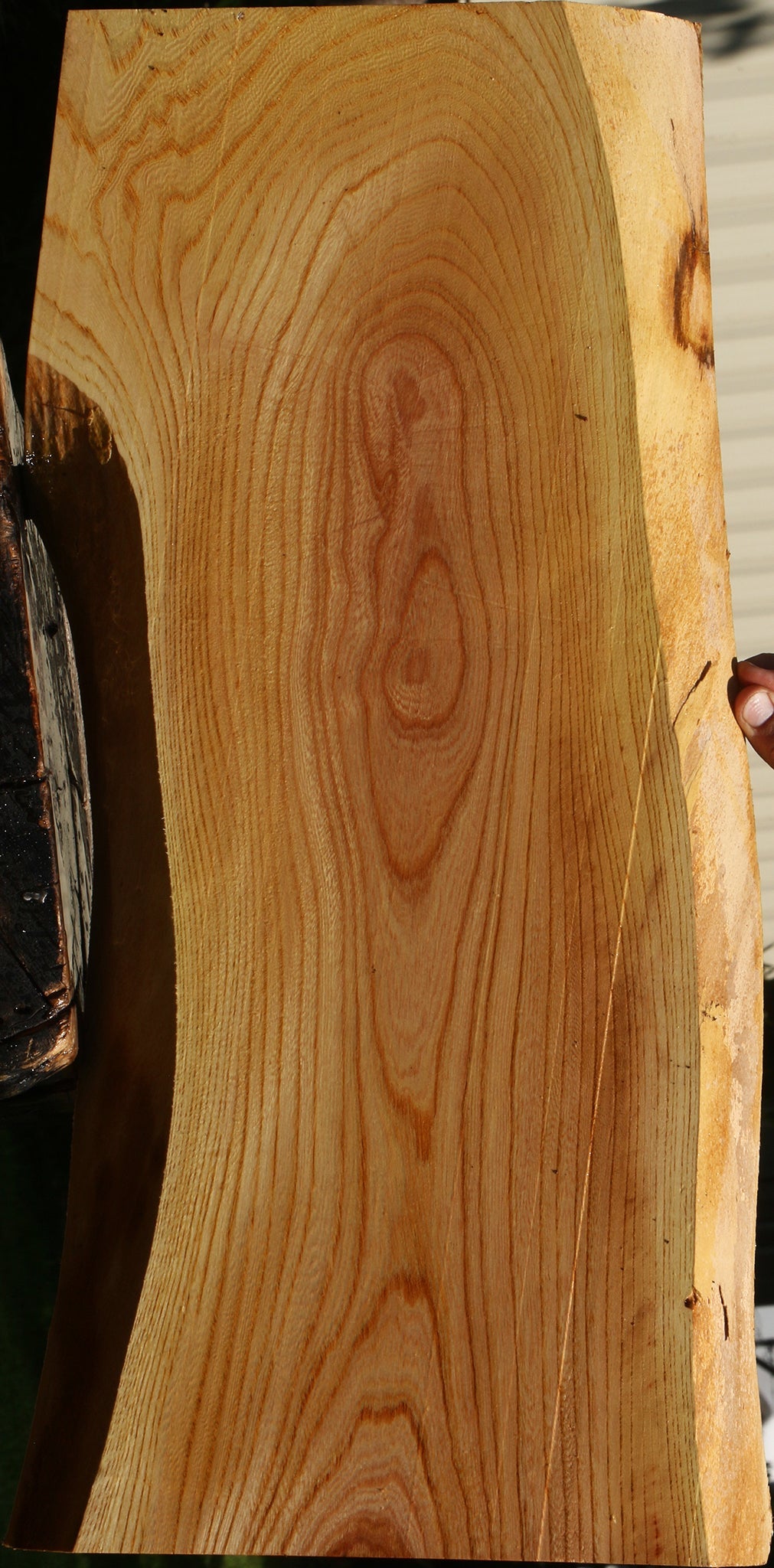 Chinese Elm Live Edge Mini Slab
