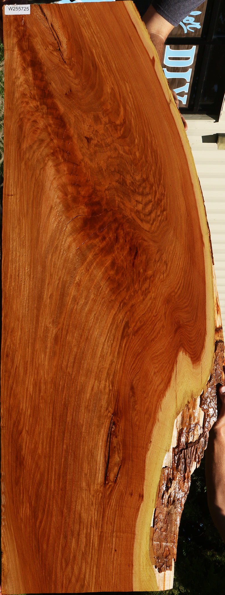Extra Fancy Chinese Elm Live Edge Slab (Free Shipping Excluded)