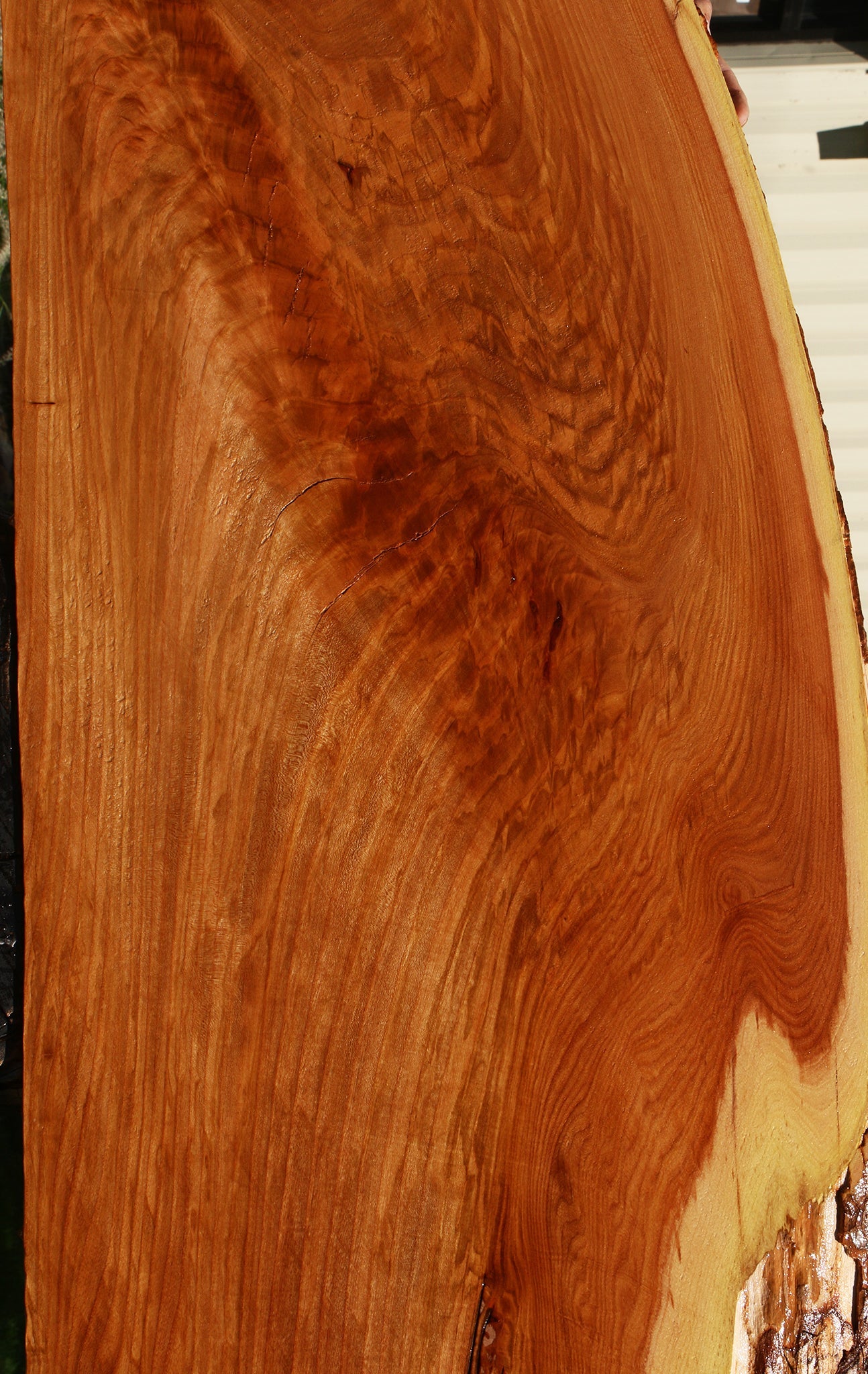 Extra Fancy Chinese Elm Live Edge Slab (Free Shipping Excluded)