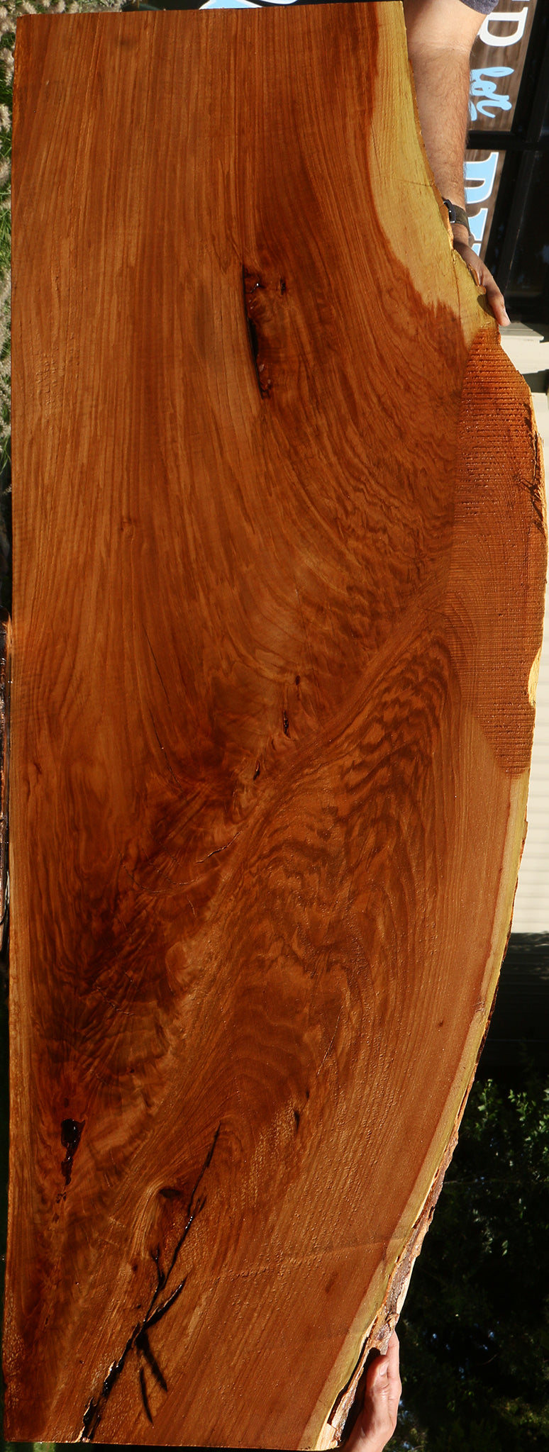 Extra Fancy Chinese Elm Live Edge Slab (Free Shipping Excluded)