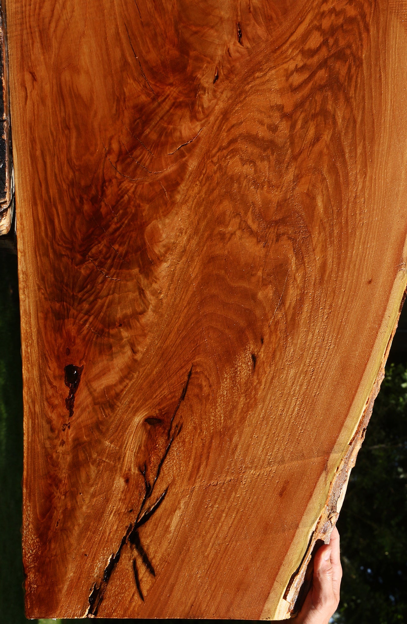 Extra Fancy Chinese Elm Live Edge Slab (Free Shipping Excluded)