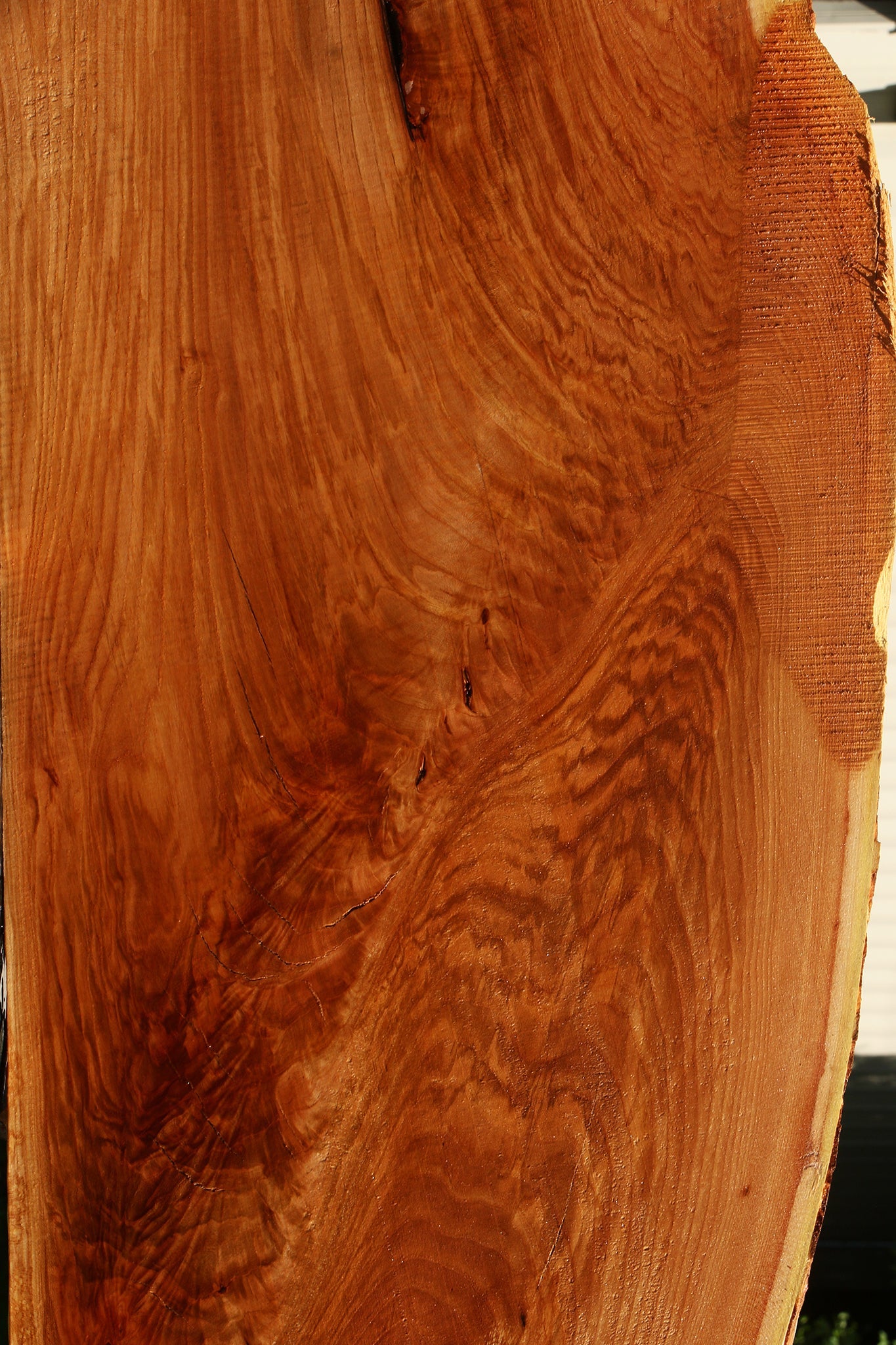 Extra Fancy Chinese Elm Live Edge Slab (Free Shipping Excluded)
