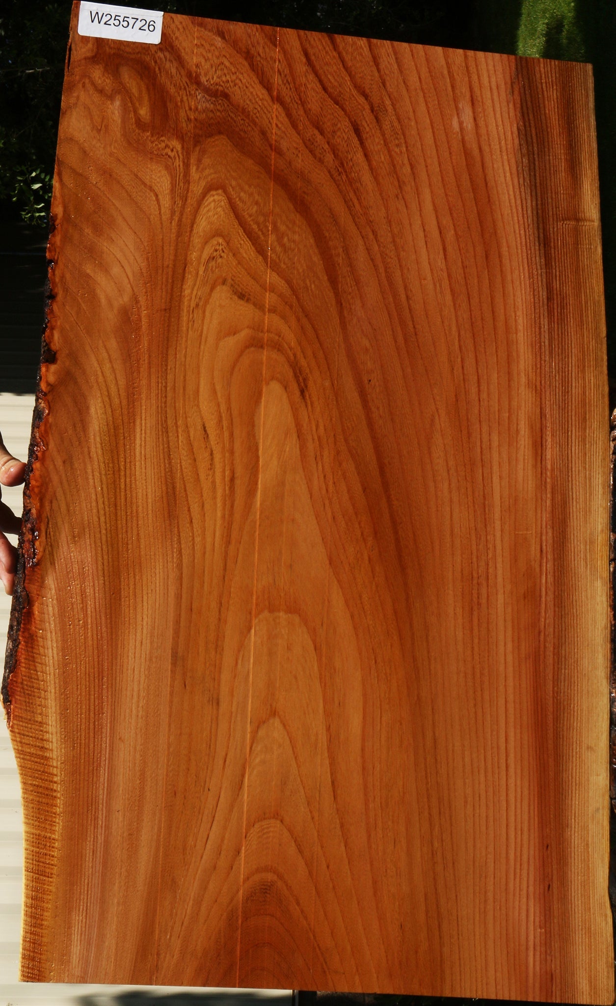 Chinese Elm Live Edge Lumber
