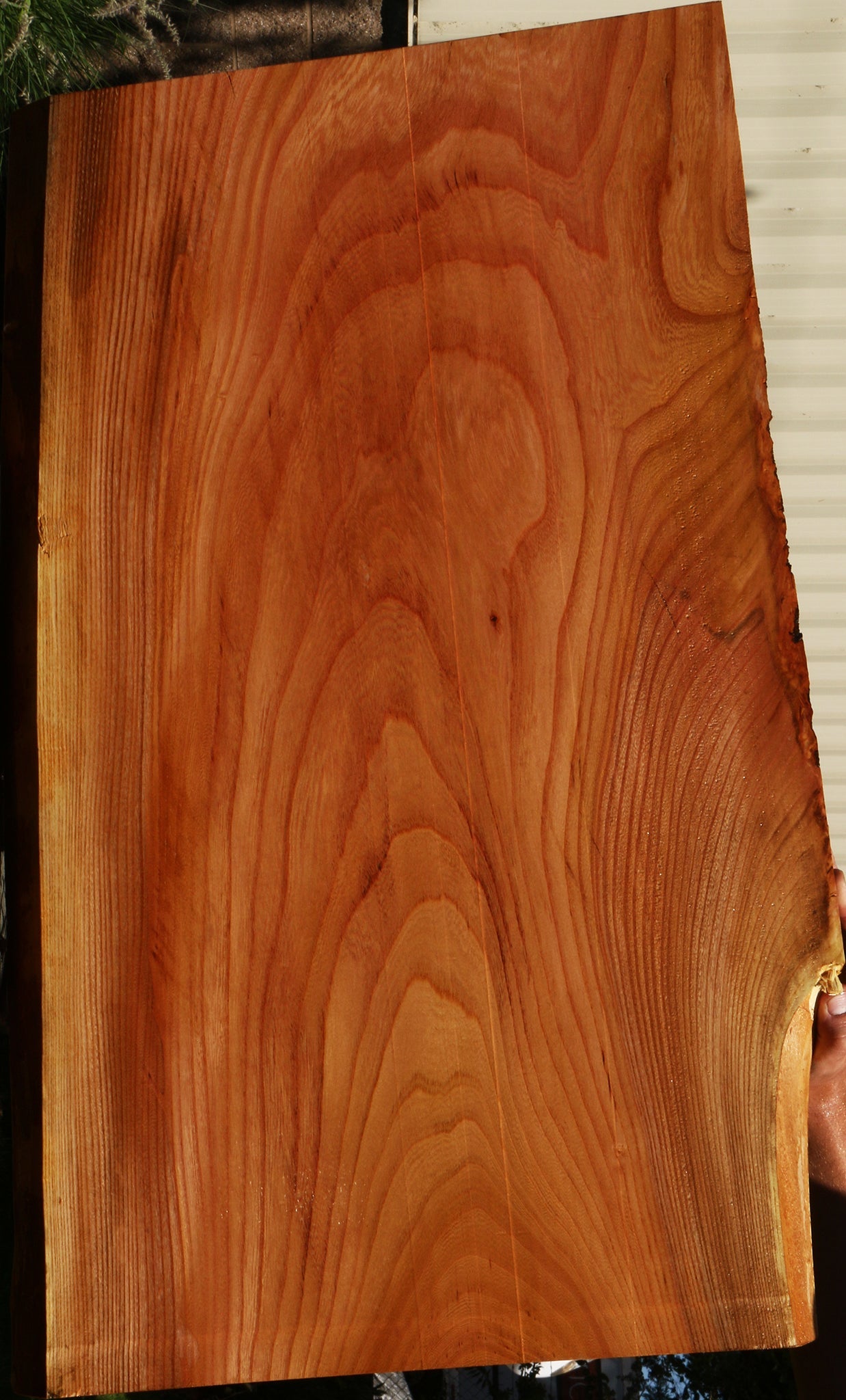 Chinese Elm Live Edge Lumber