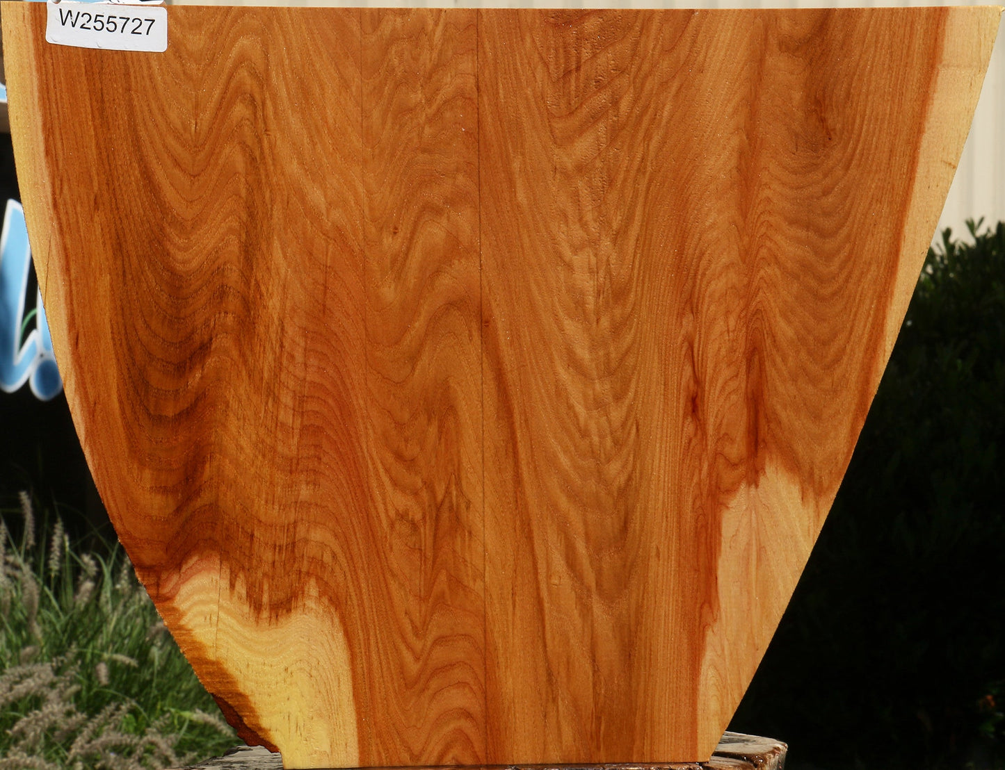 Chinese Elm Live Edge Lumber