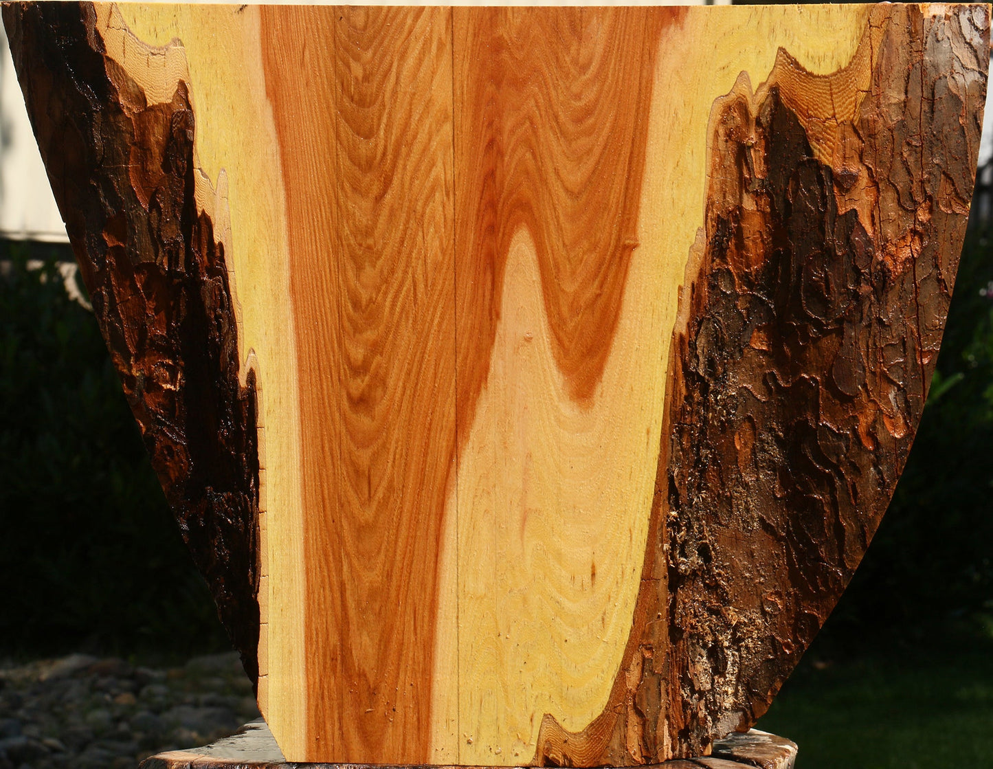 Chinese Elm Live Edge Lumber