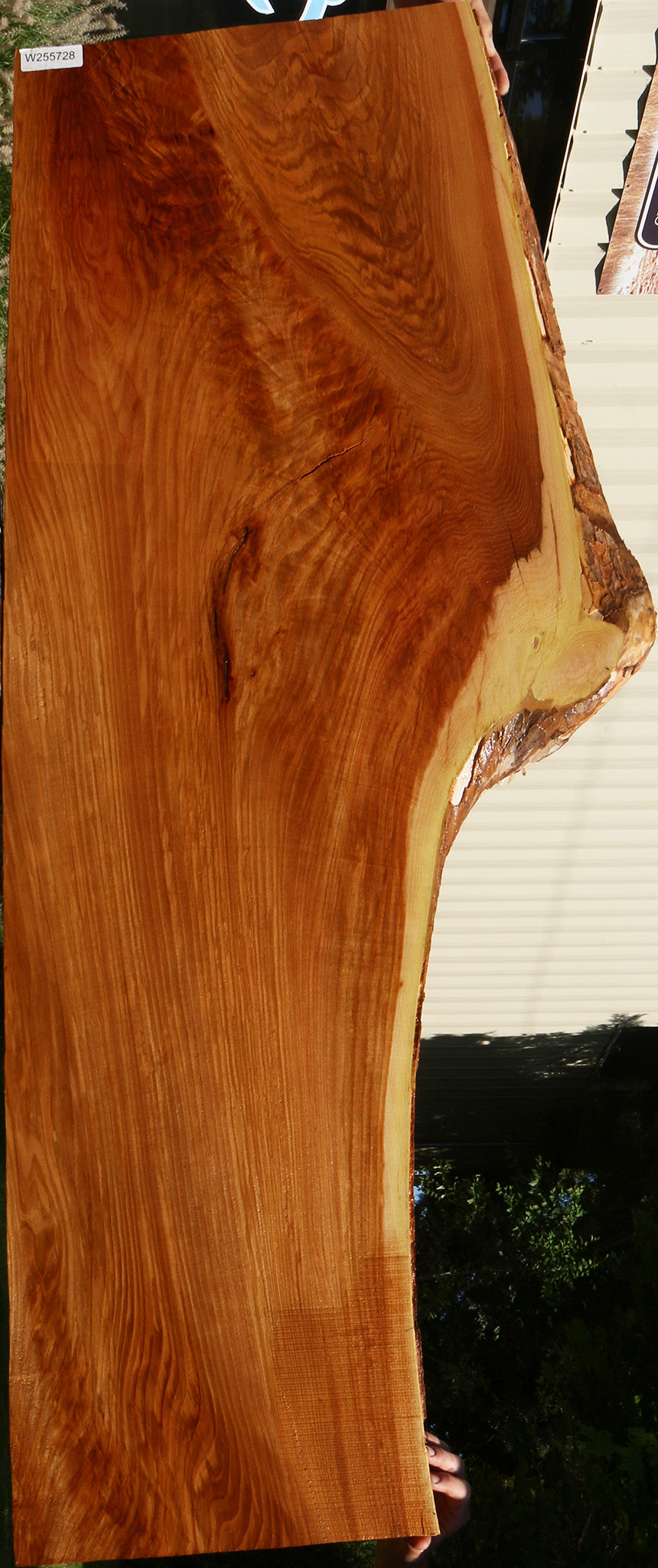 Extra Fancy Chinese Elm Live Edge Slab (Freight Shipping Required)