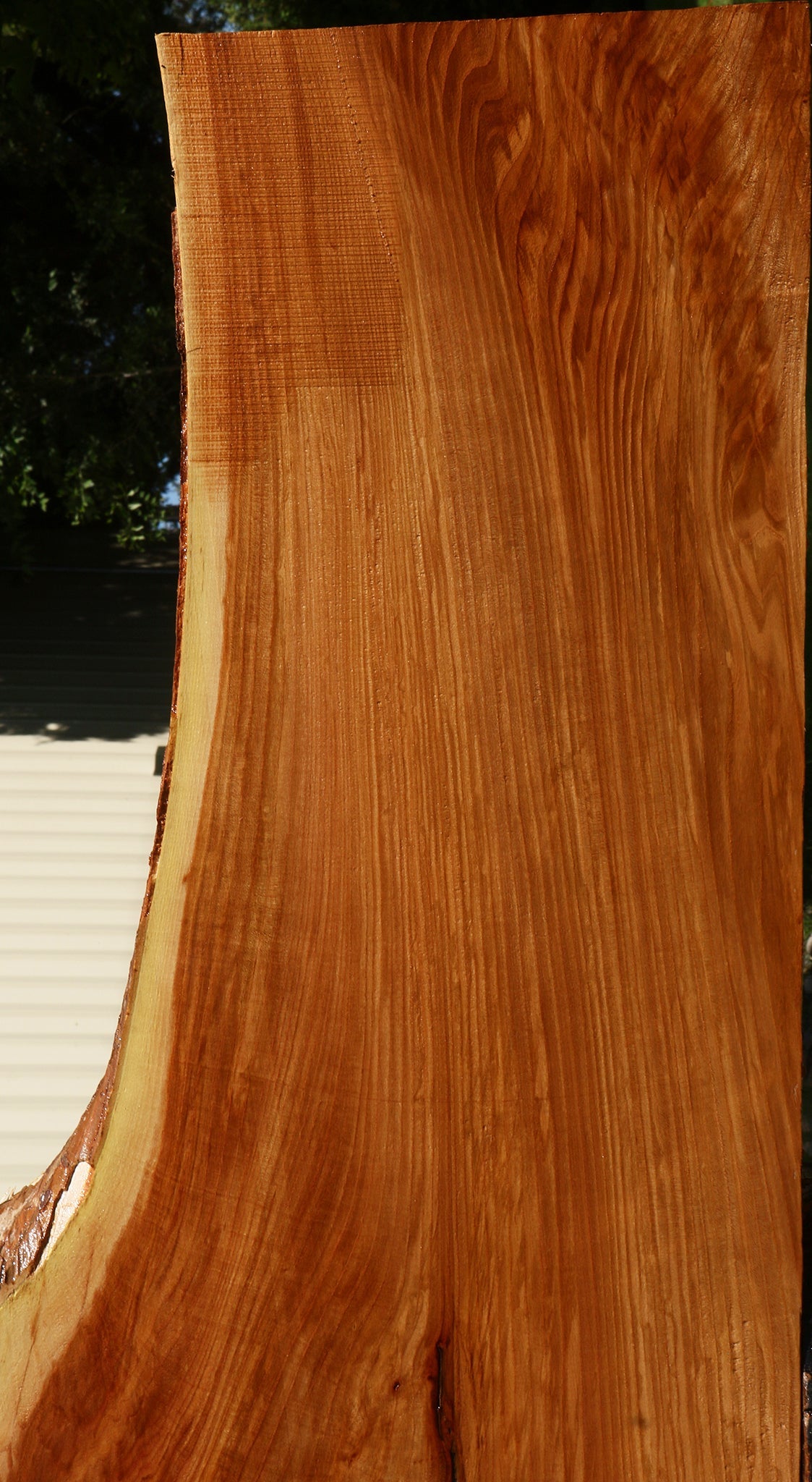 Extra Fancy Chinese Elm Live Edge Slab (Freight Shipping Required)