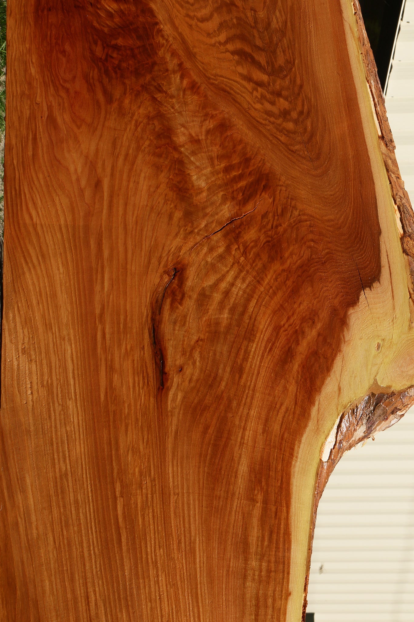 Extra Fancy Chinese Elm Live Edge Slab (Freight Shipping Required)