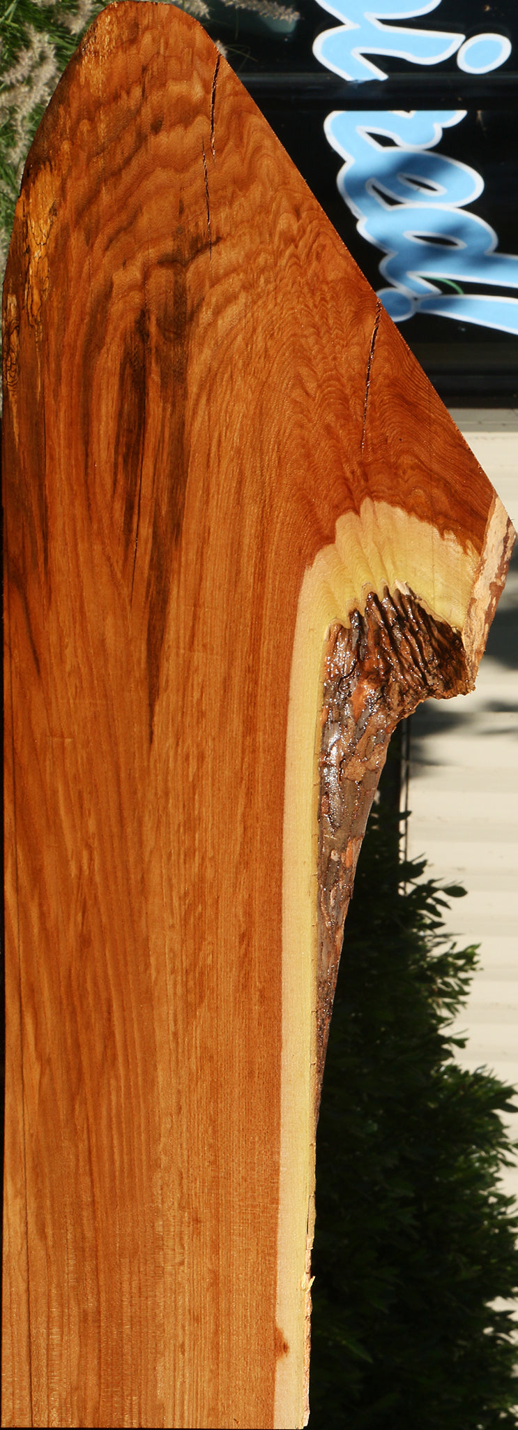 Figured Chinese Elm Live Edge Lumber