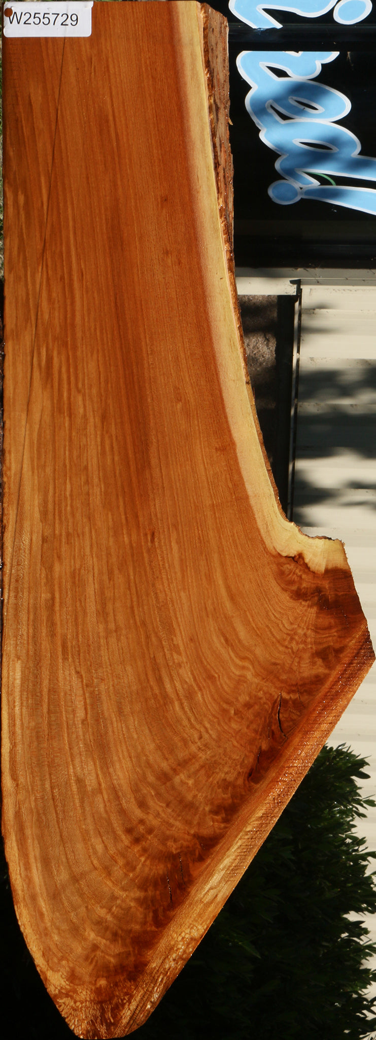 Figured Chinese Elm Live Edge Lumber