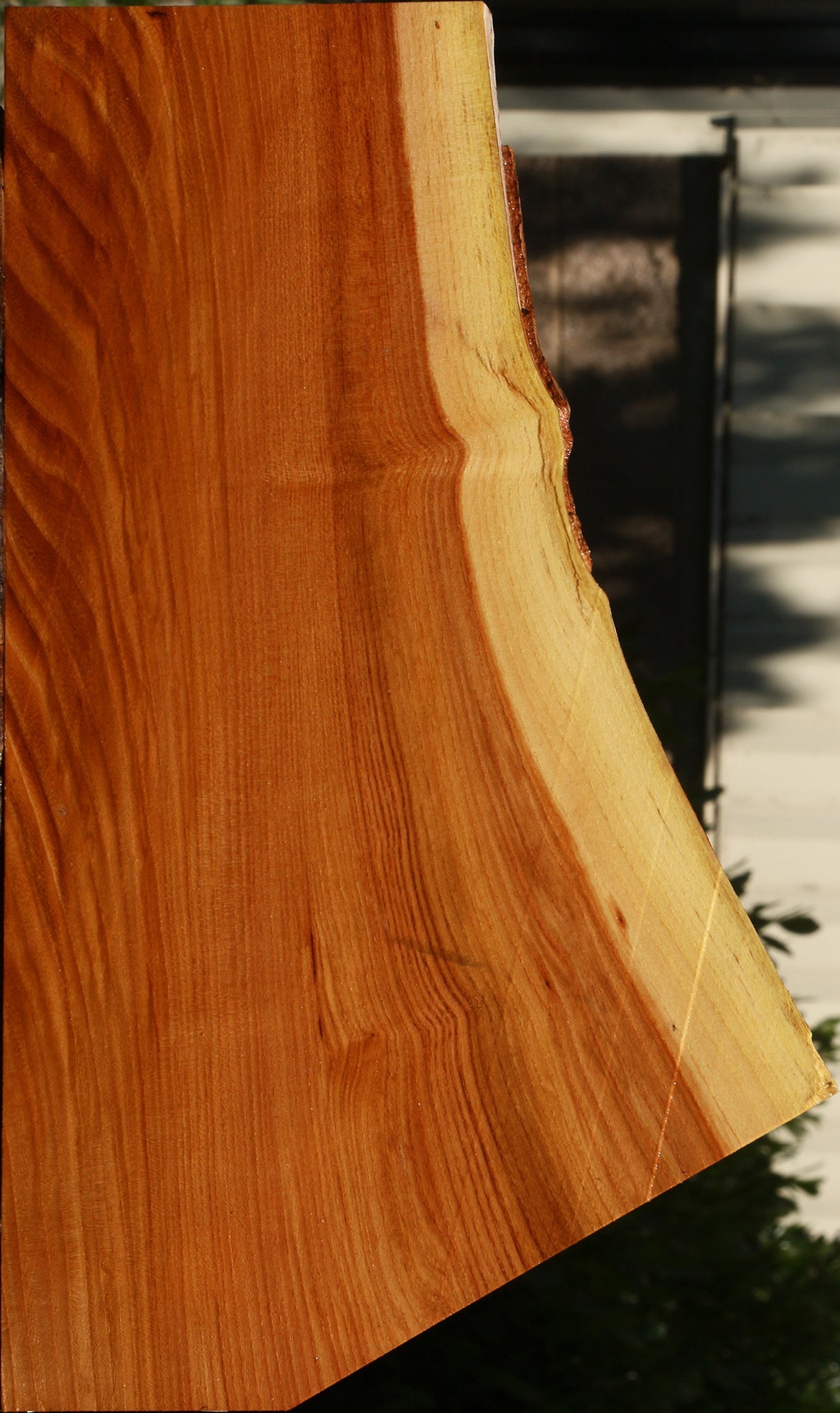 Chinese Elm Live Edge Lumber