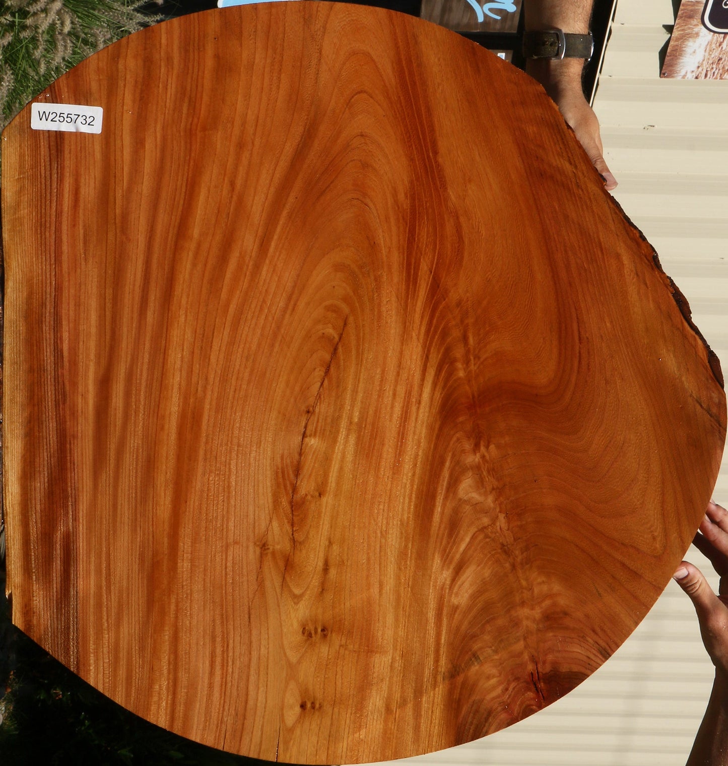 Figured Chinese Elm Mini Slab