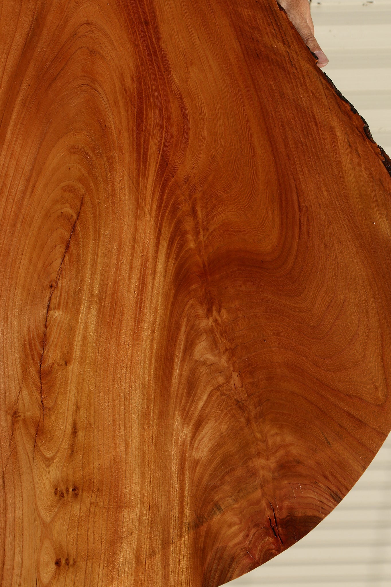 Figured Chinese Elm Mini Slab