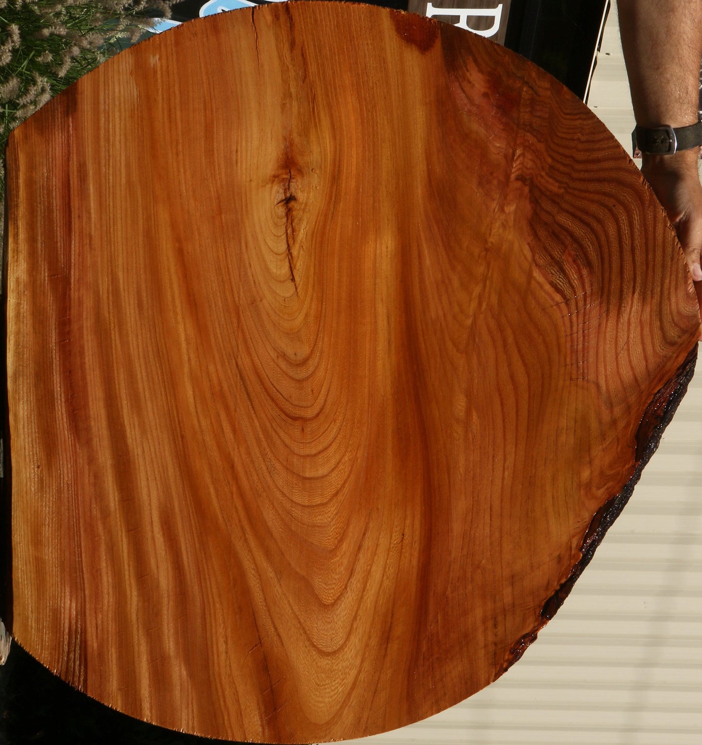 Figured Chinese Elm Mini Slab