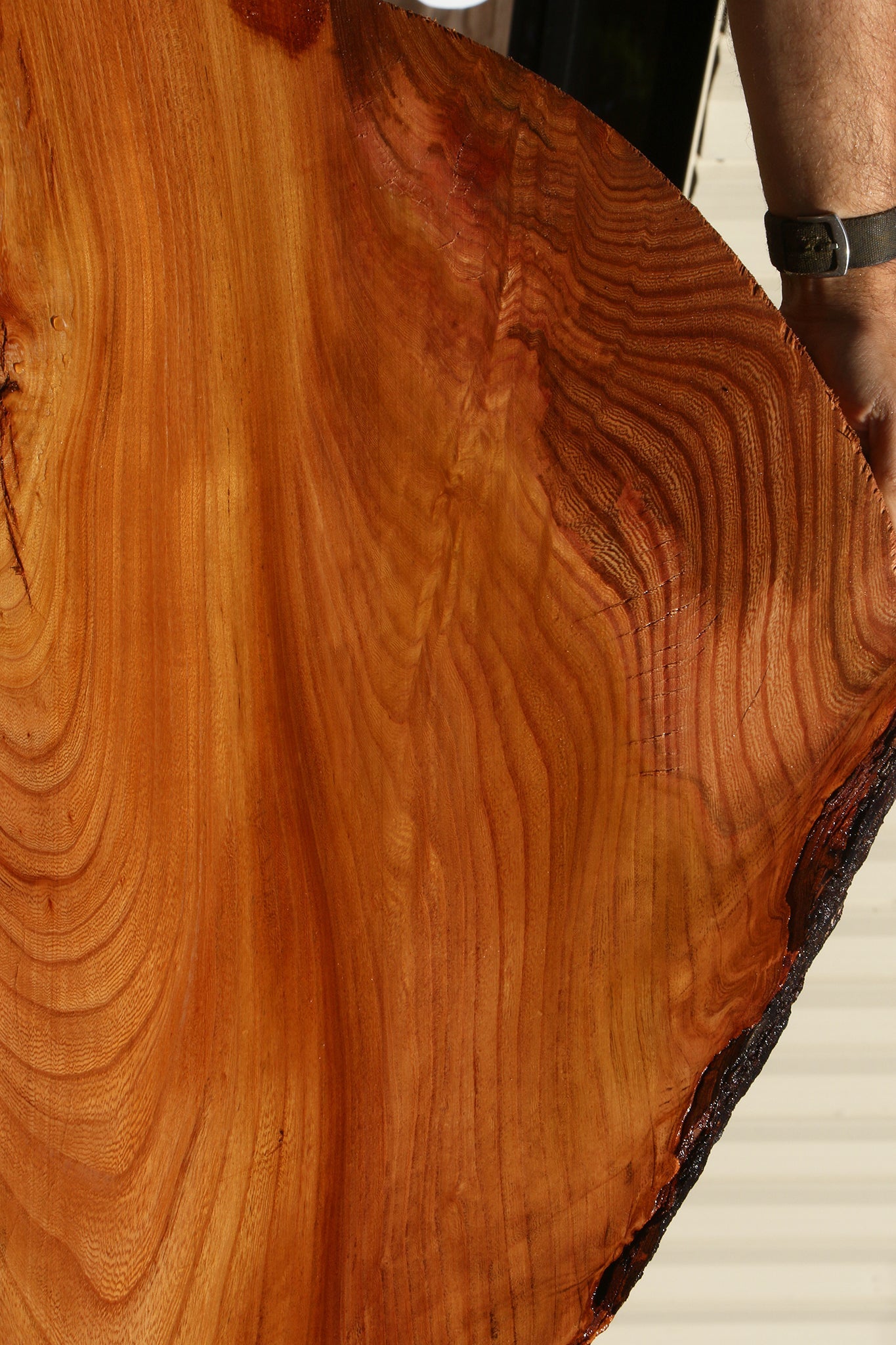 Figured Chinese Elm Mini Slab