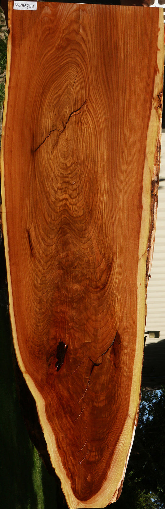 Rustic Chinese Elm Live Edge Slab