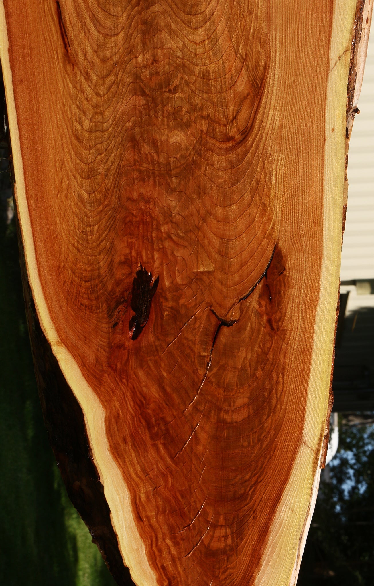 Rustic Chinese Elm Live Edge Slab