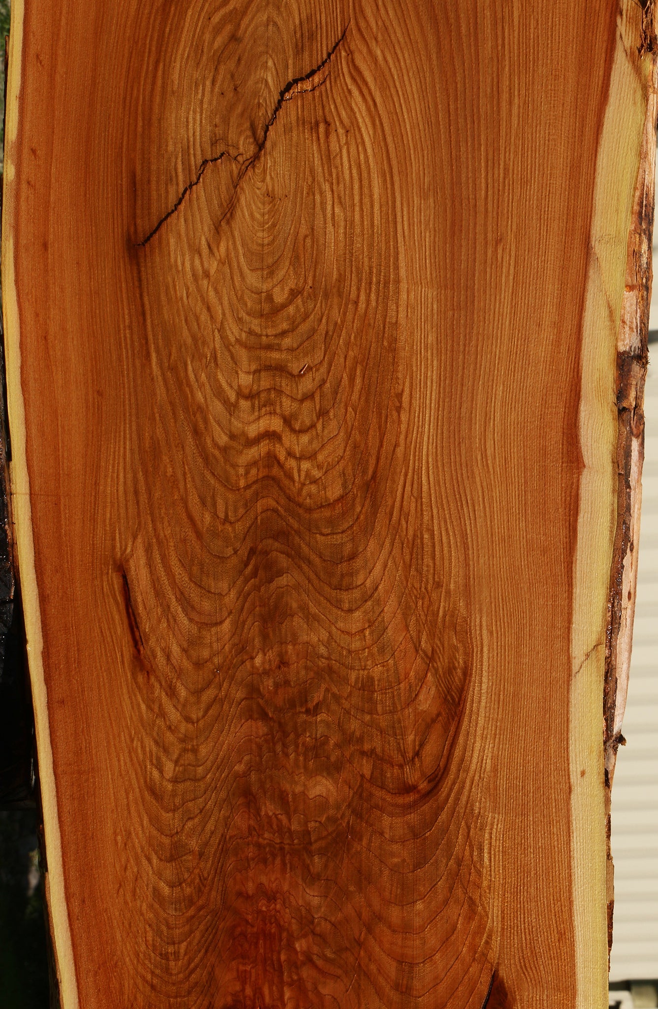Rustic Chinese Elm Live Edge Slab