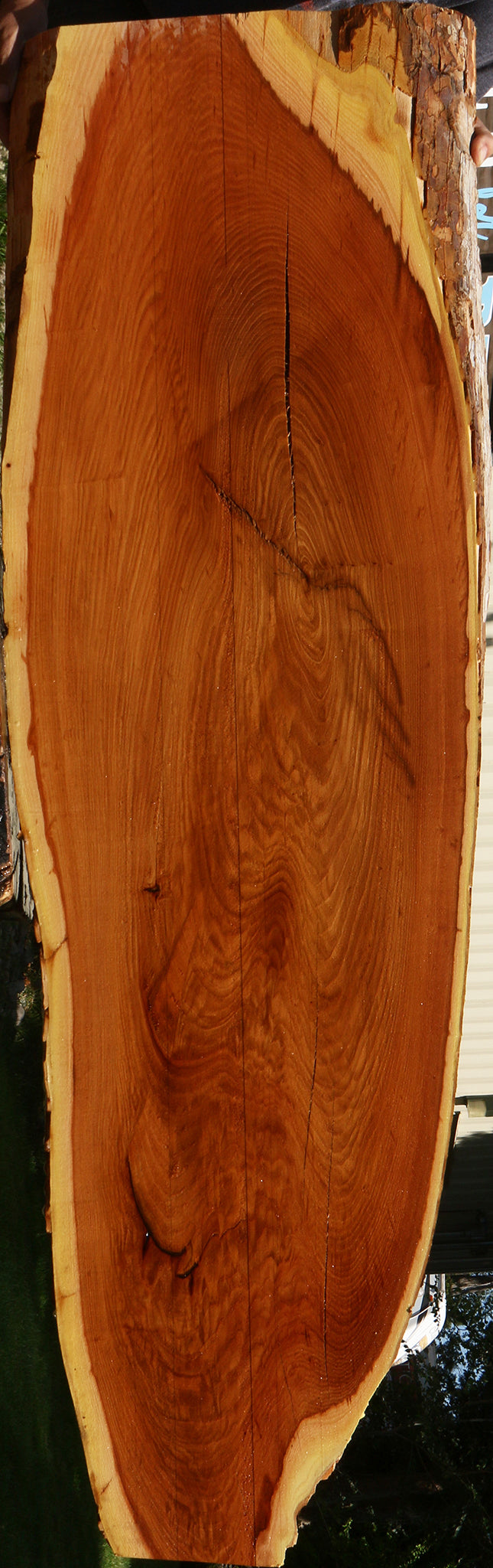 Rustic Chinese Elm Live Edge Slab