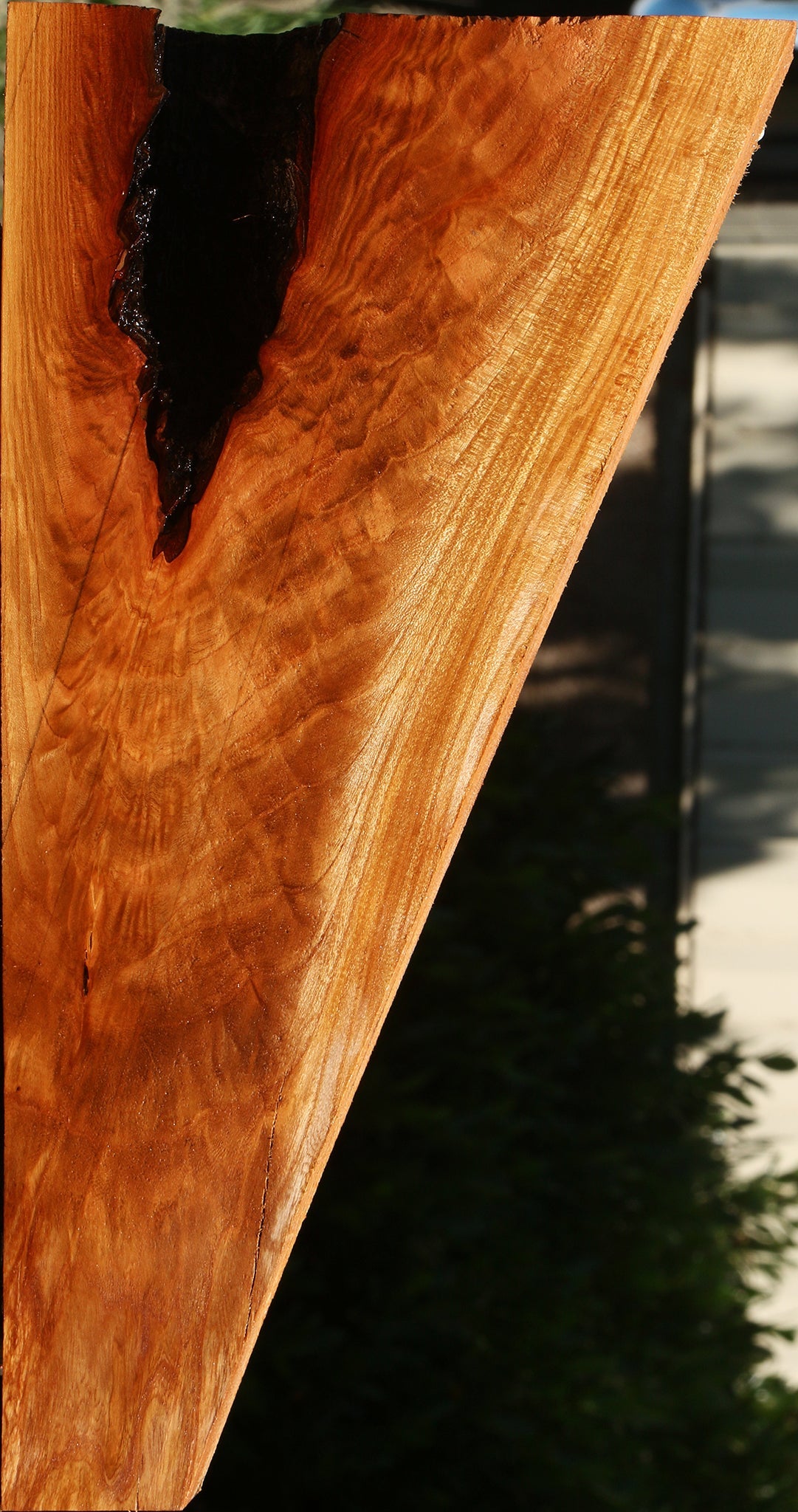 Extra Fancy Rustic Chinese Elm Lumber