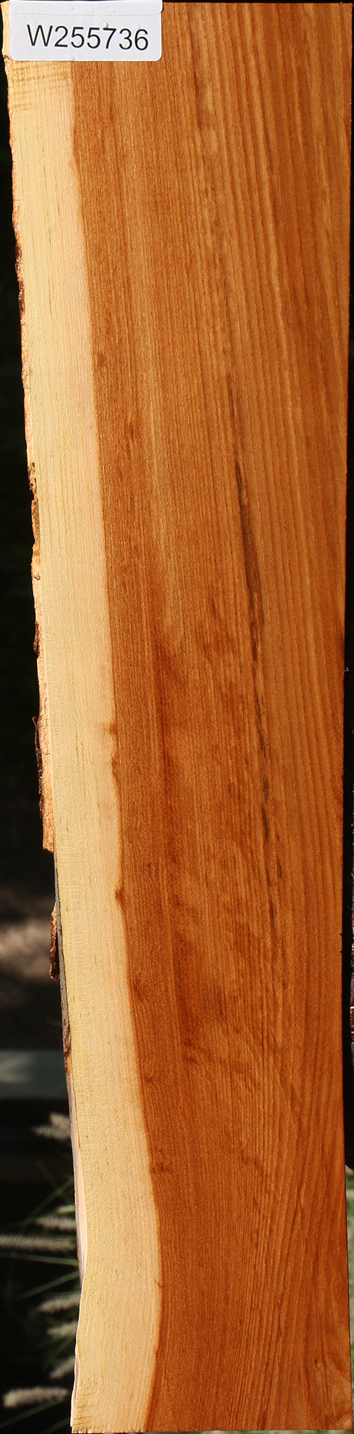Chinese Elm Live Edge Lumber