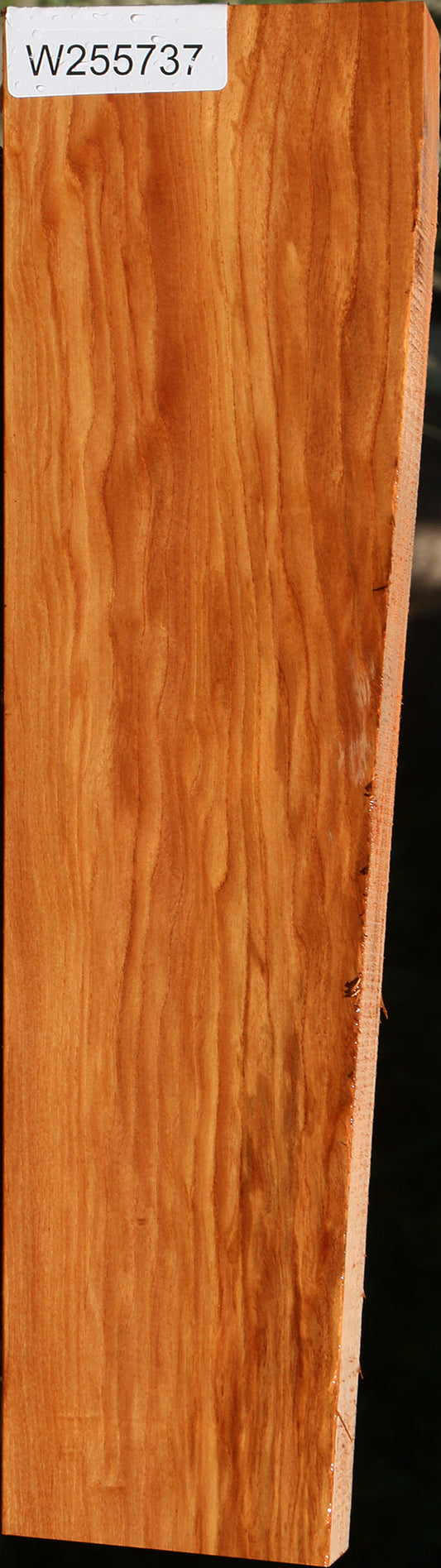 Chinese Elm Lumber