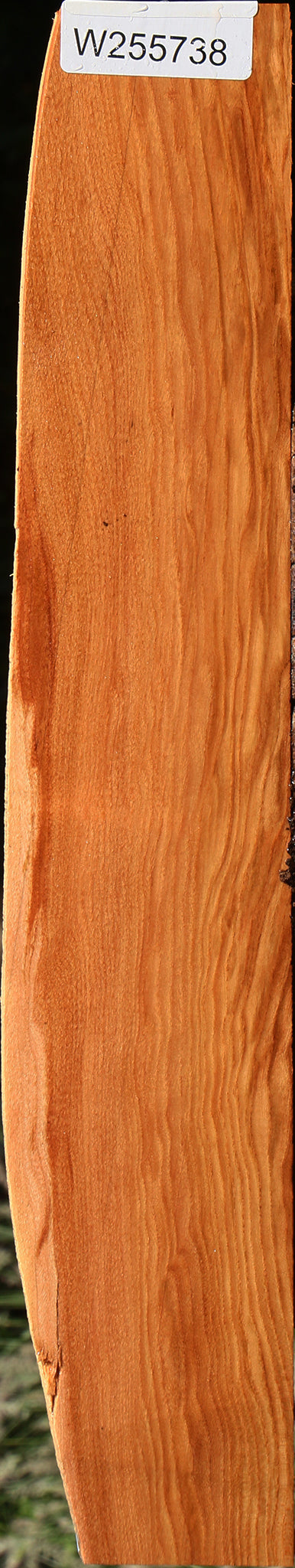 Chinese Elm Live Edge Lumber