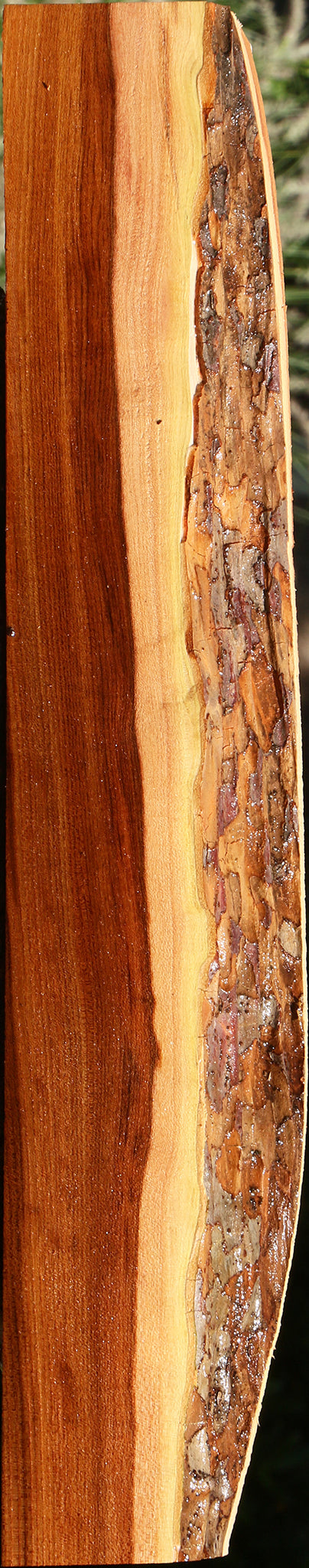 Chinese Elm Live Edge Lumber