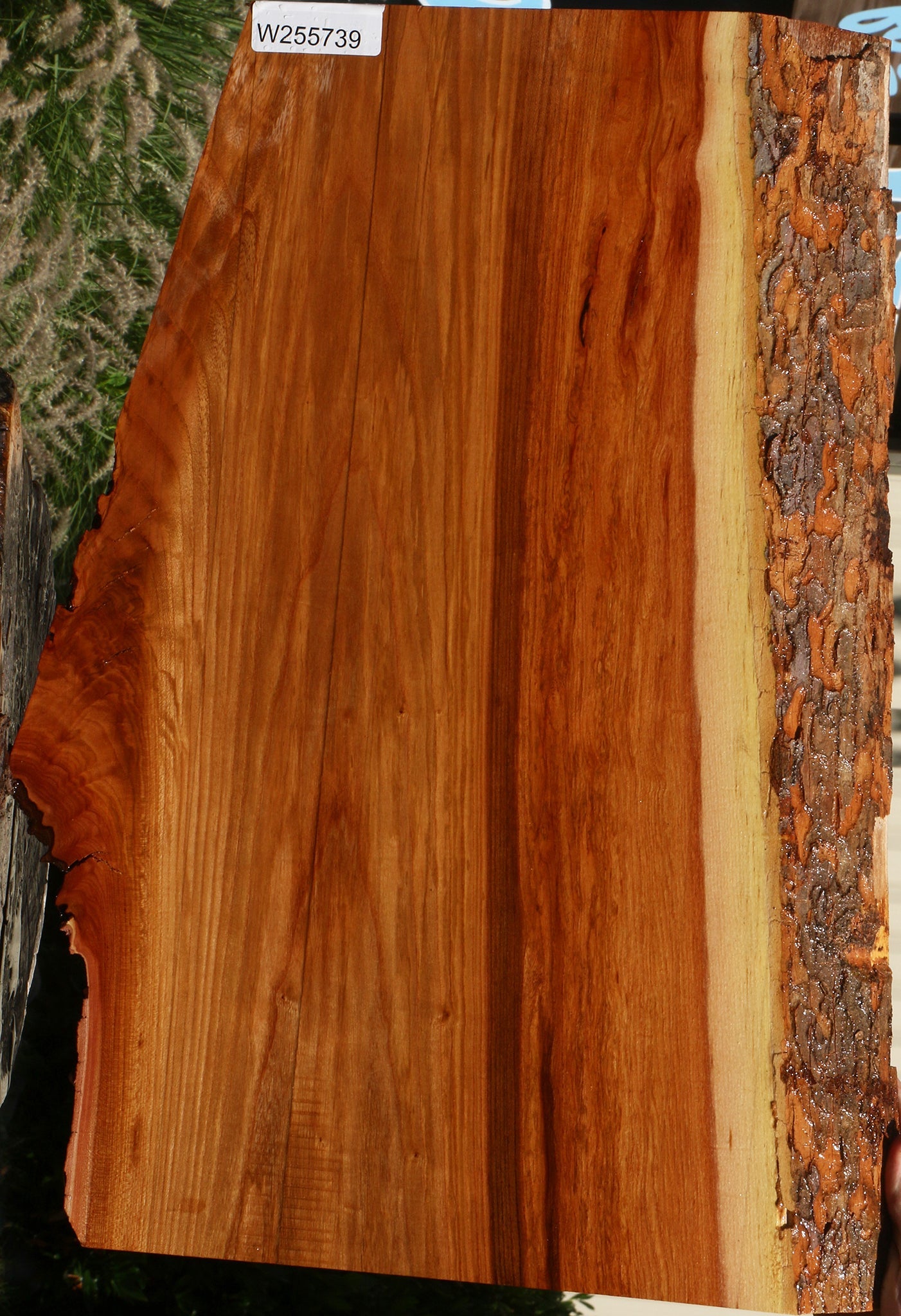 Chinese Elm Live Edge Mini Slab