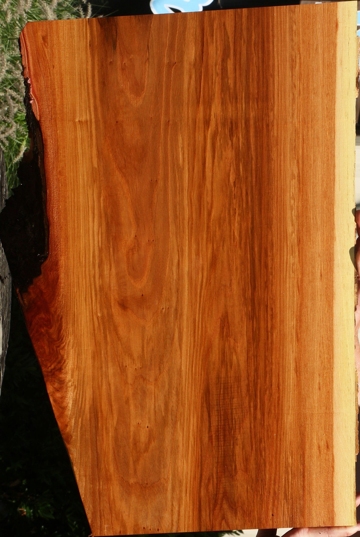 Chinese Elm Live Edge Mini Slab